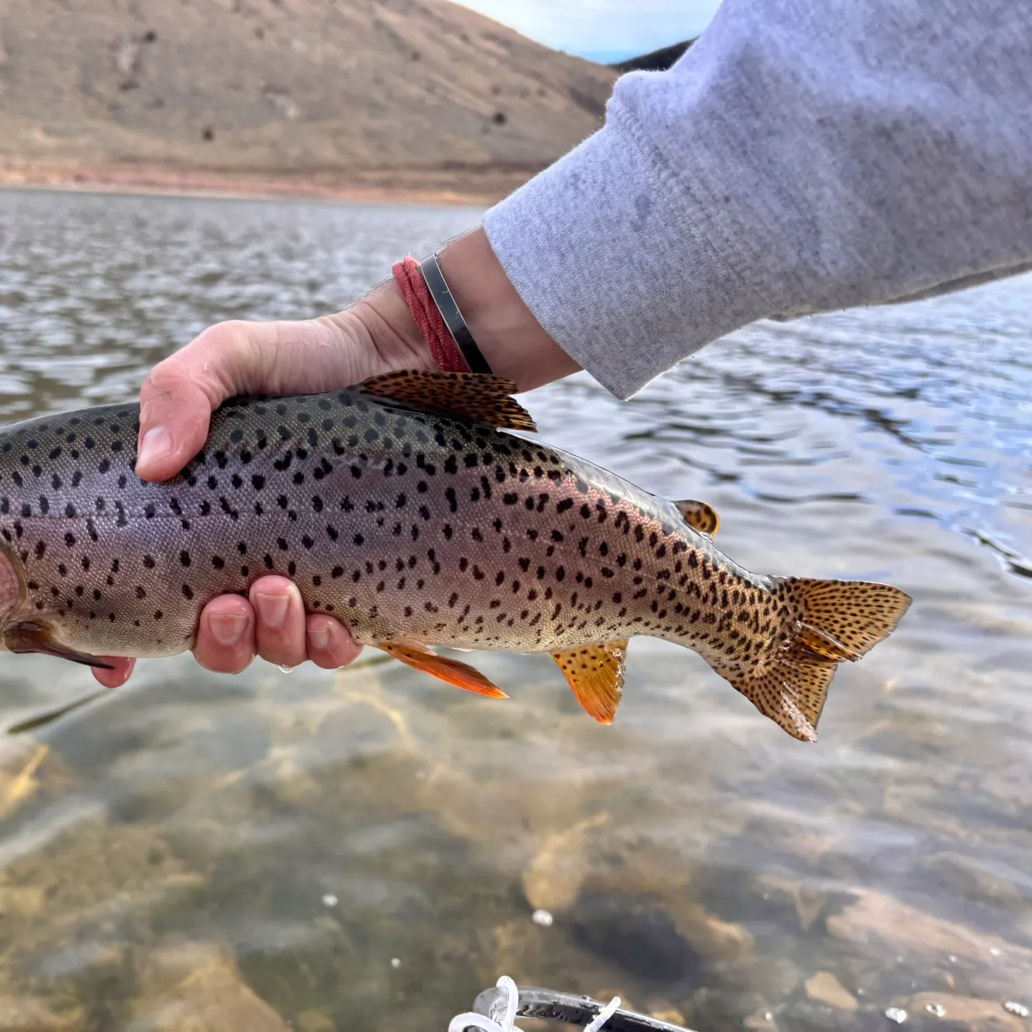 The most recent Bear Lake cutthroat trout catches on Fishbrain