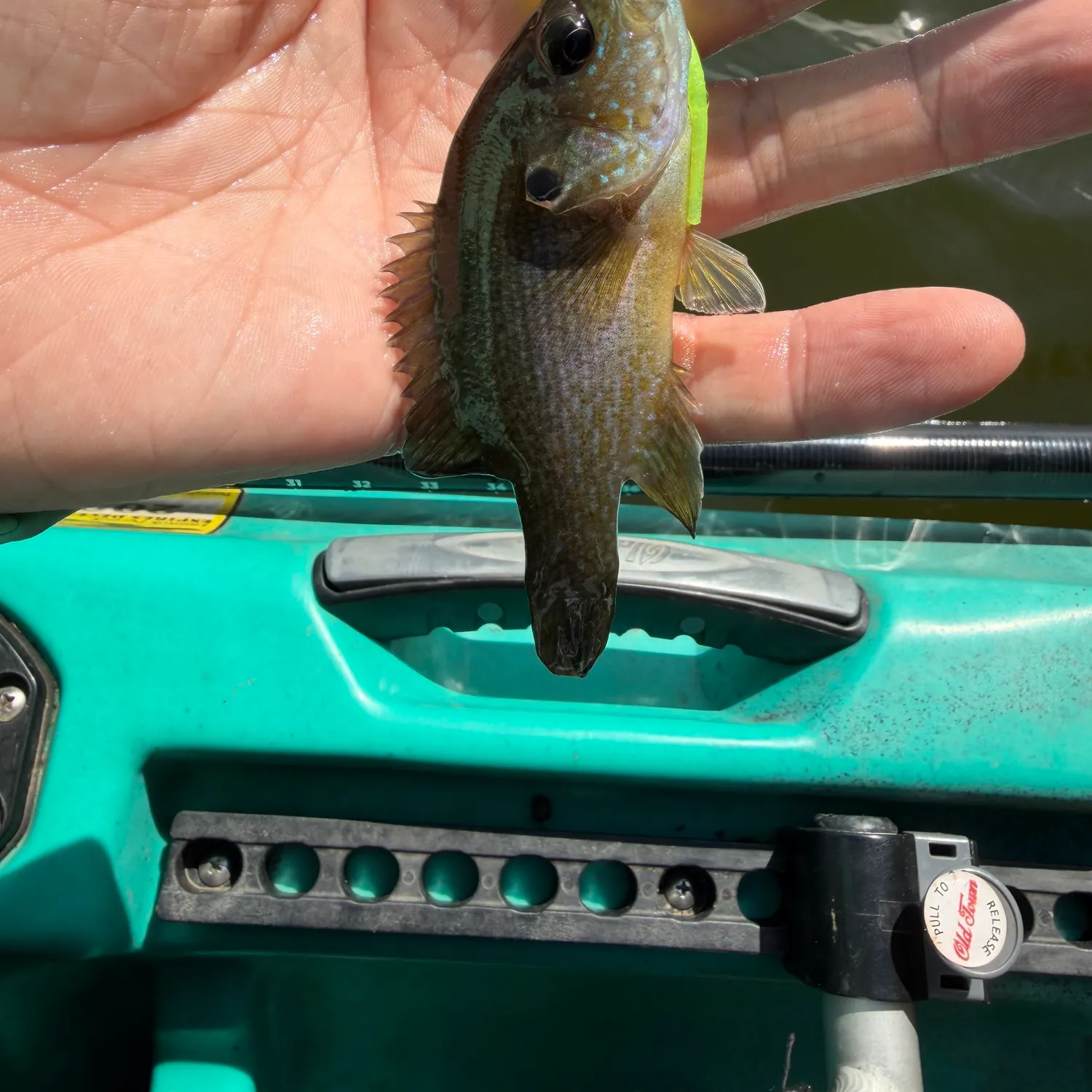 Green sunfish caught on Fishbrain