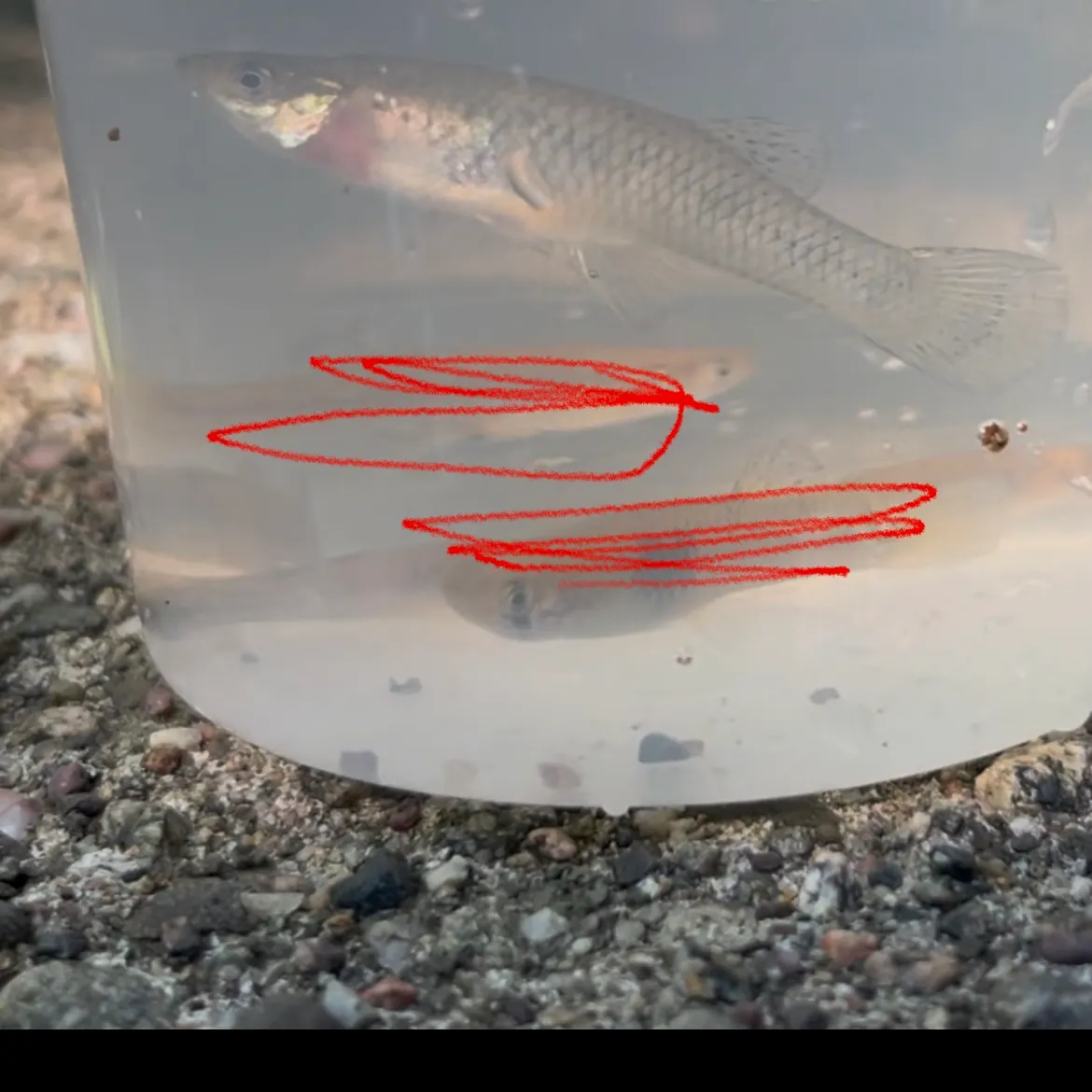 Eastern mosquitofish caught on Fishbrain