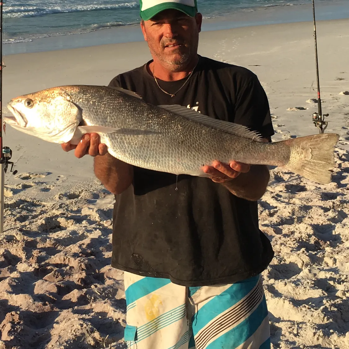 Japanese meagre caught on Fishbrain