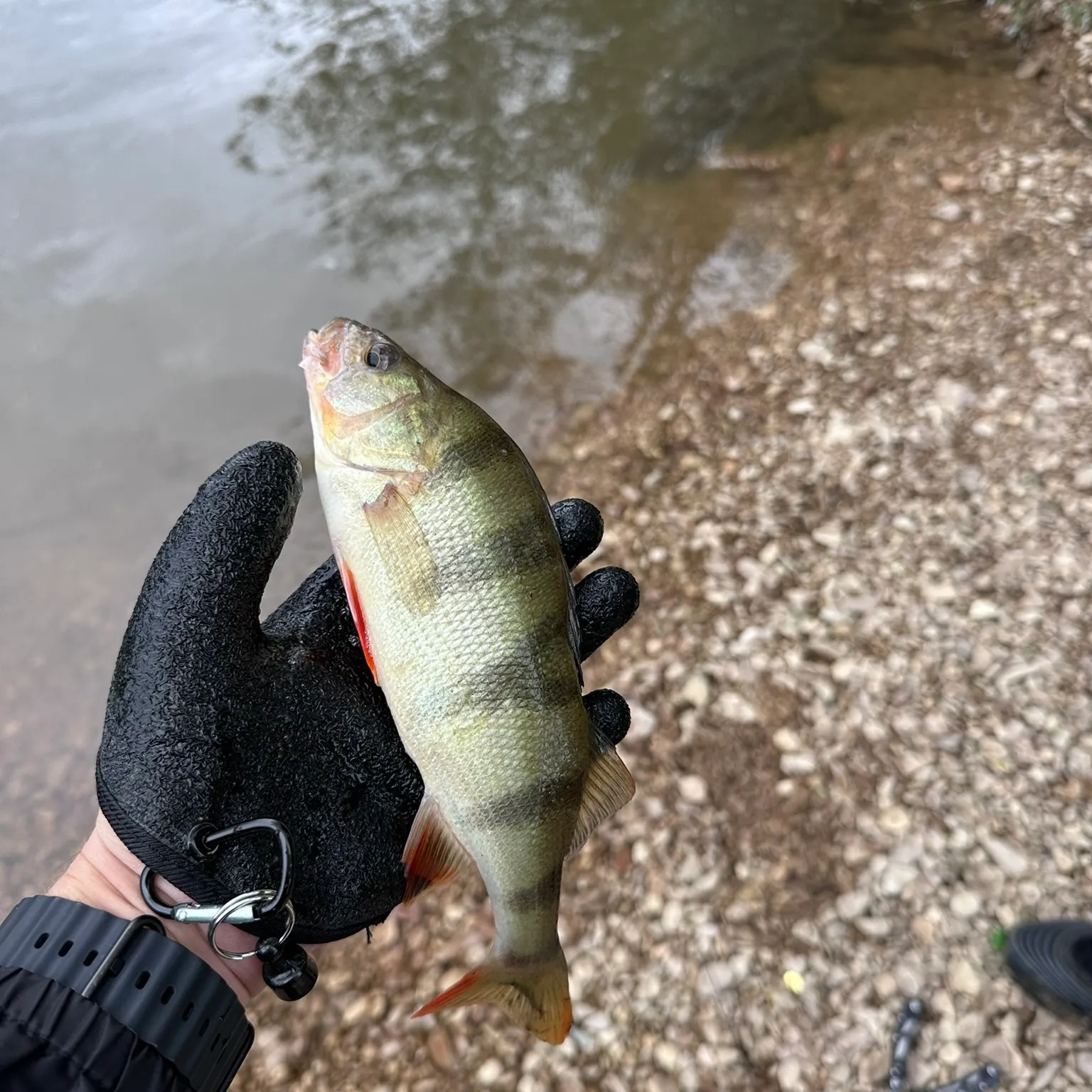 The most recent European perch catches on Fishbrain
