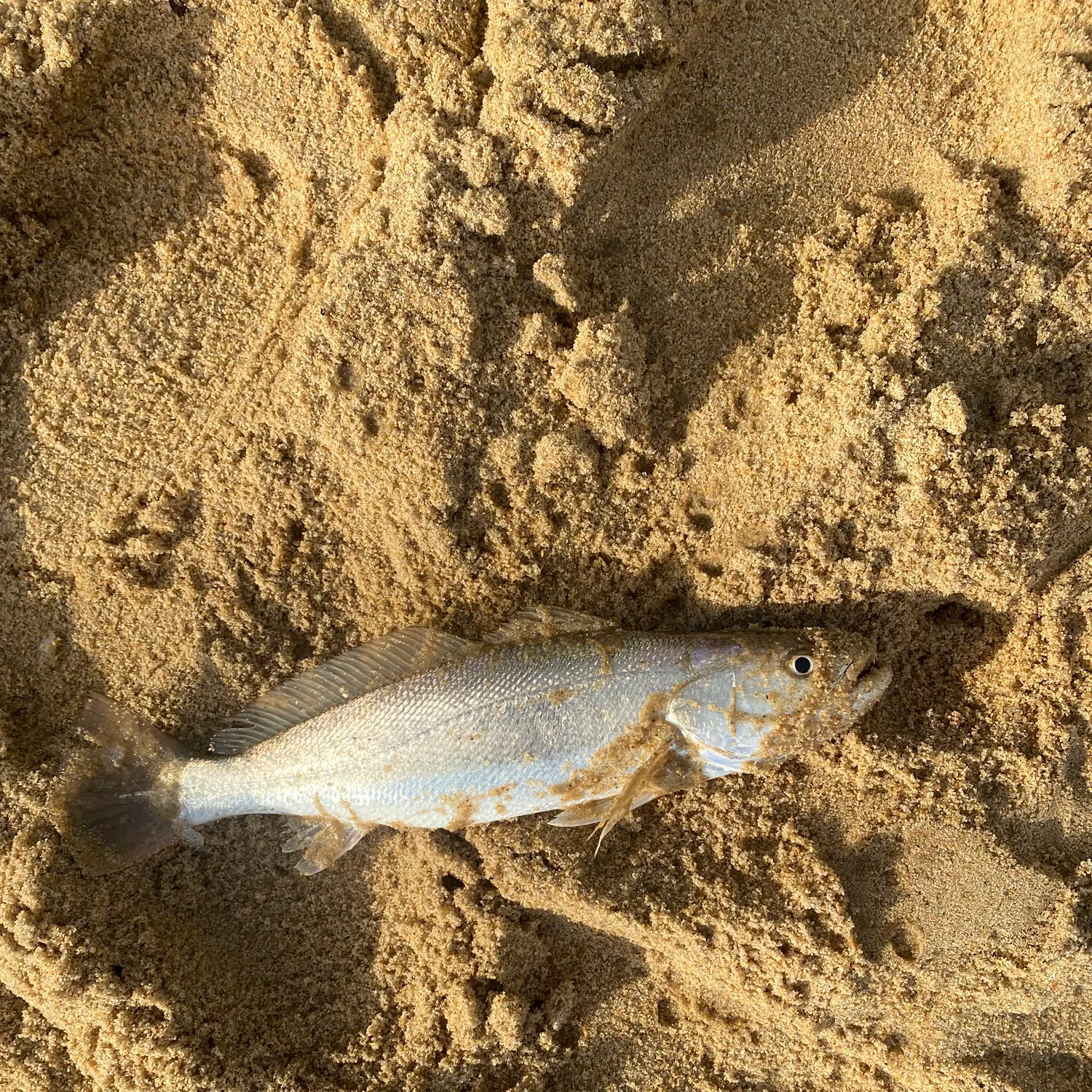 The most recent Blackspotted croaker catches on Fishbrain