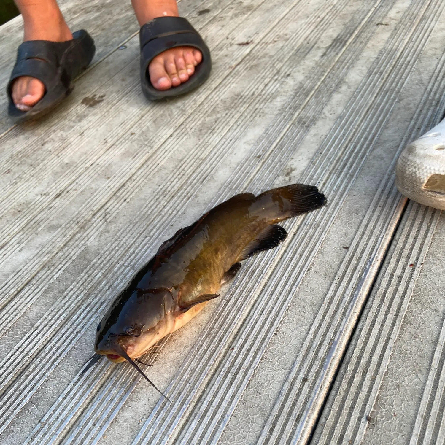Black bullhead caught on Fishbrain