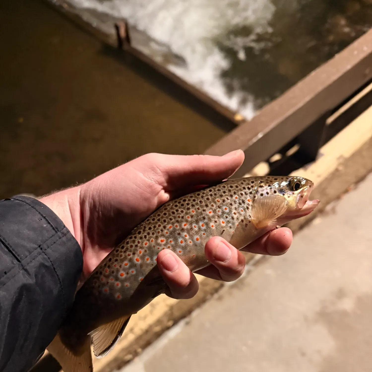 Brown trout caught on Fishbrain