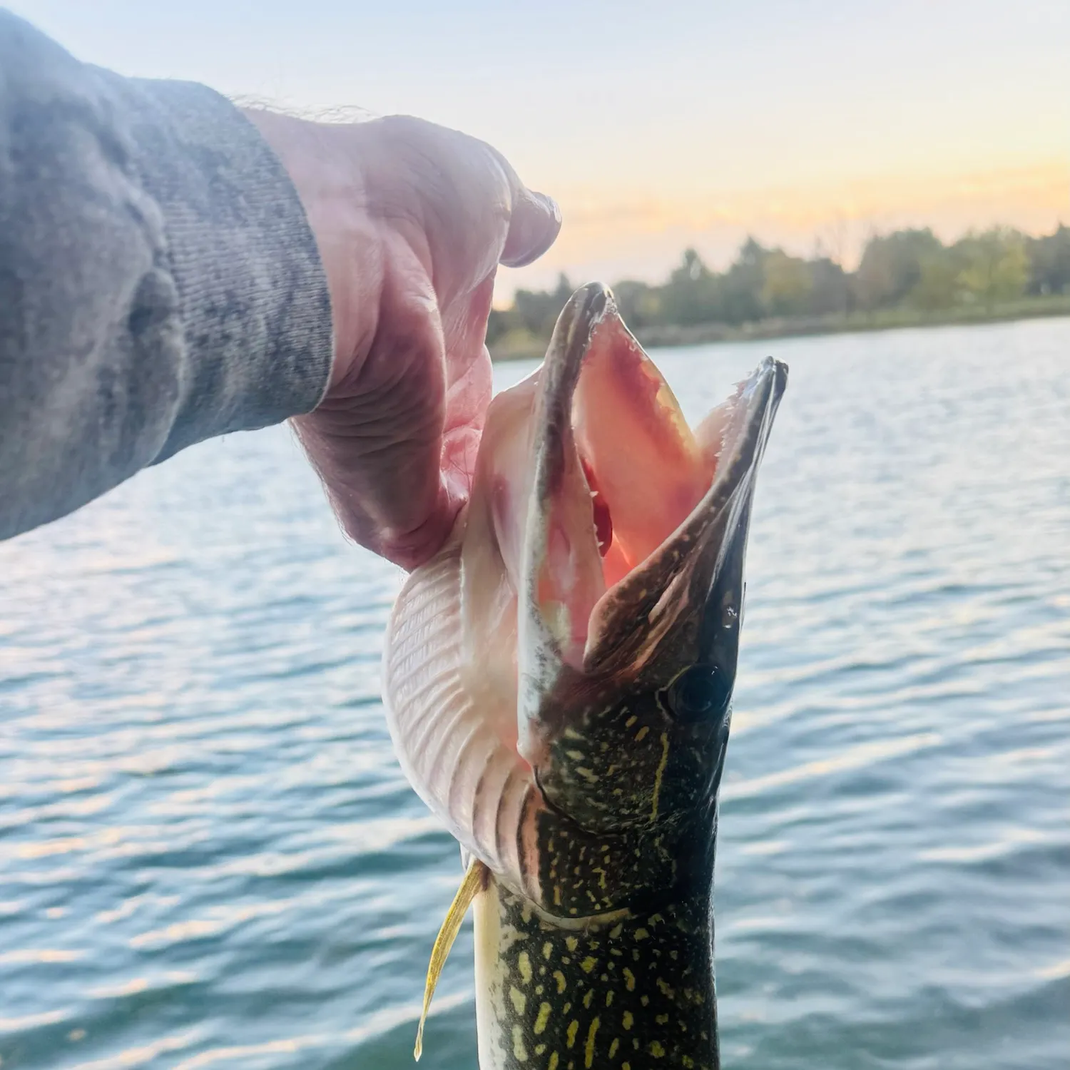 Northern pike caught on Fishbrain