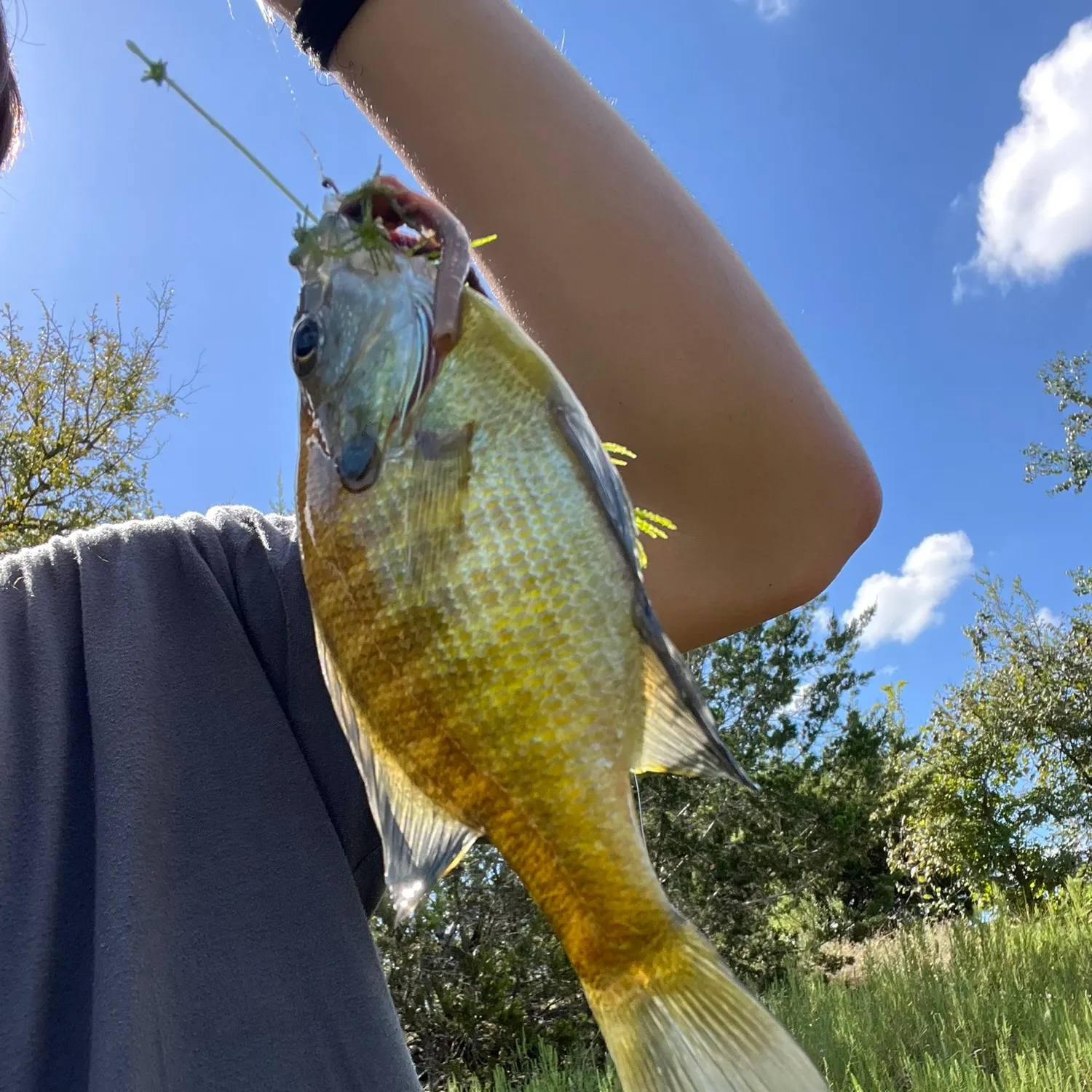 Fish caught on Fishbrain