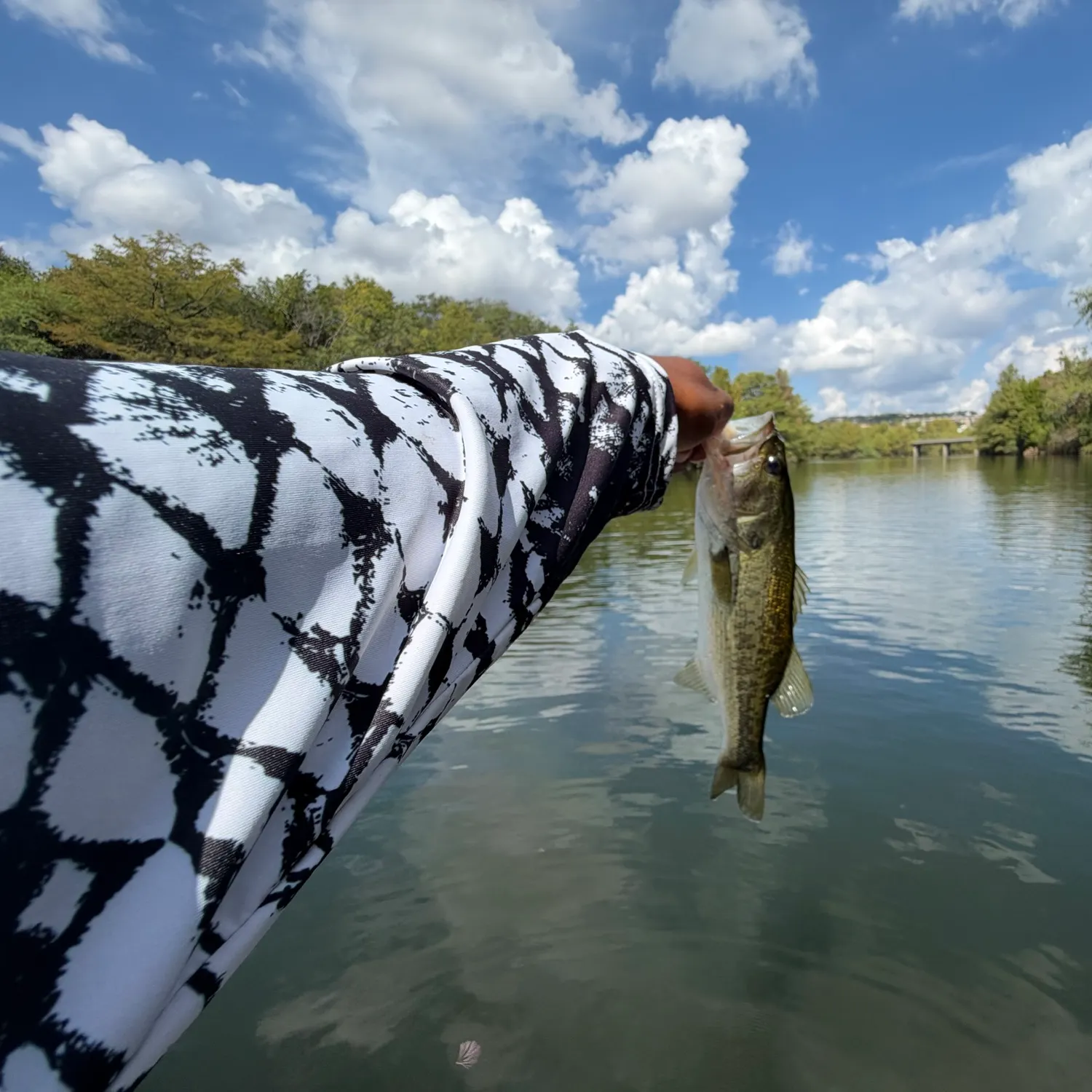 Grass pickerel caught on Fishbrain
