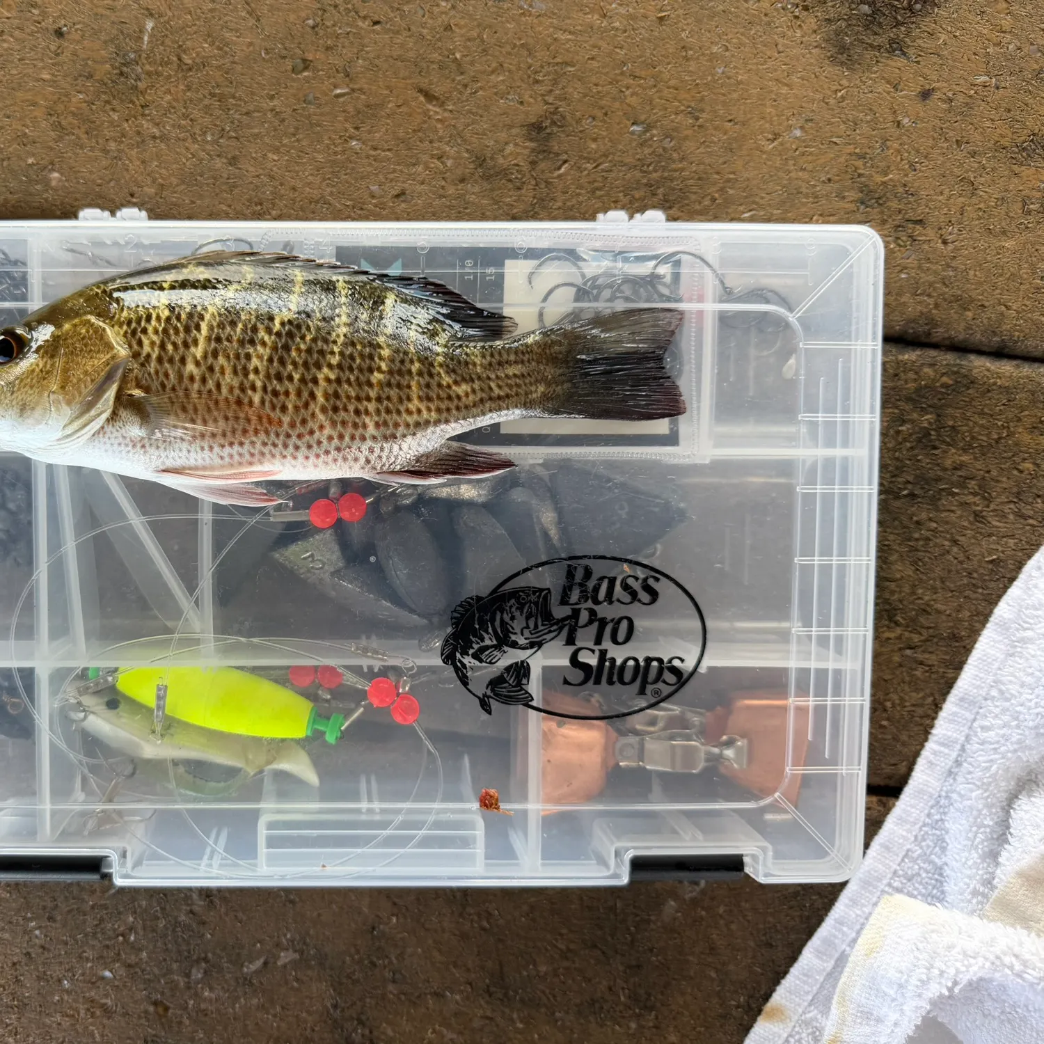 Mangrove snapper caught on Fishbrain