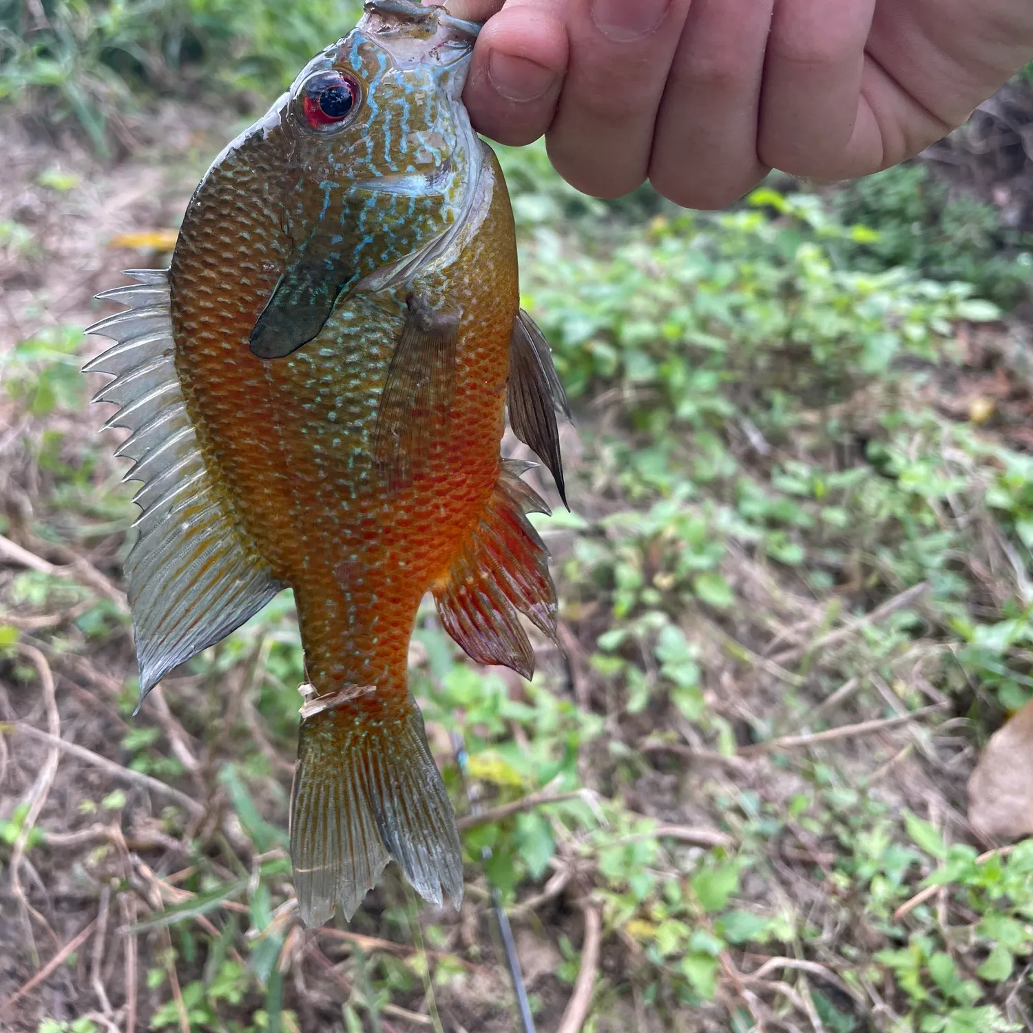 The most recent Redbreast sunfish catches on Fishbrain