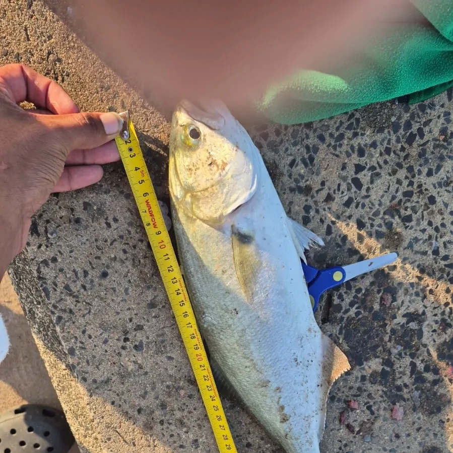 The most recent Bluefish catches on Fishbrain