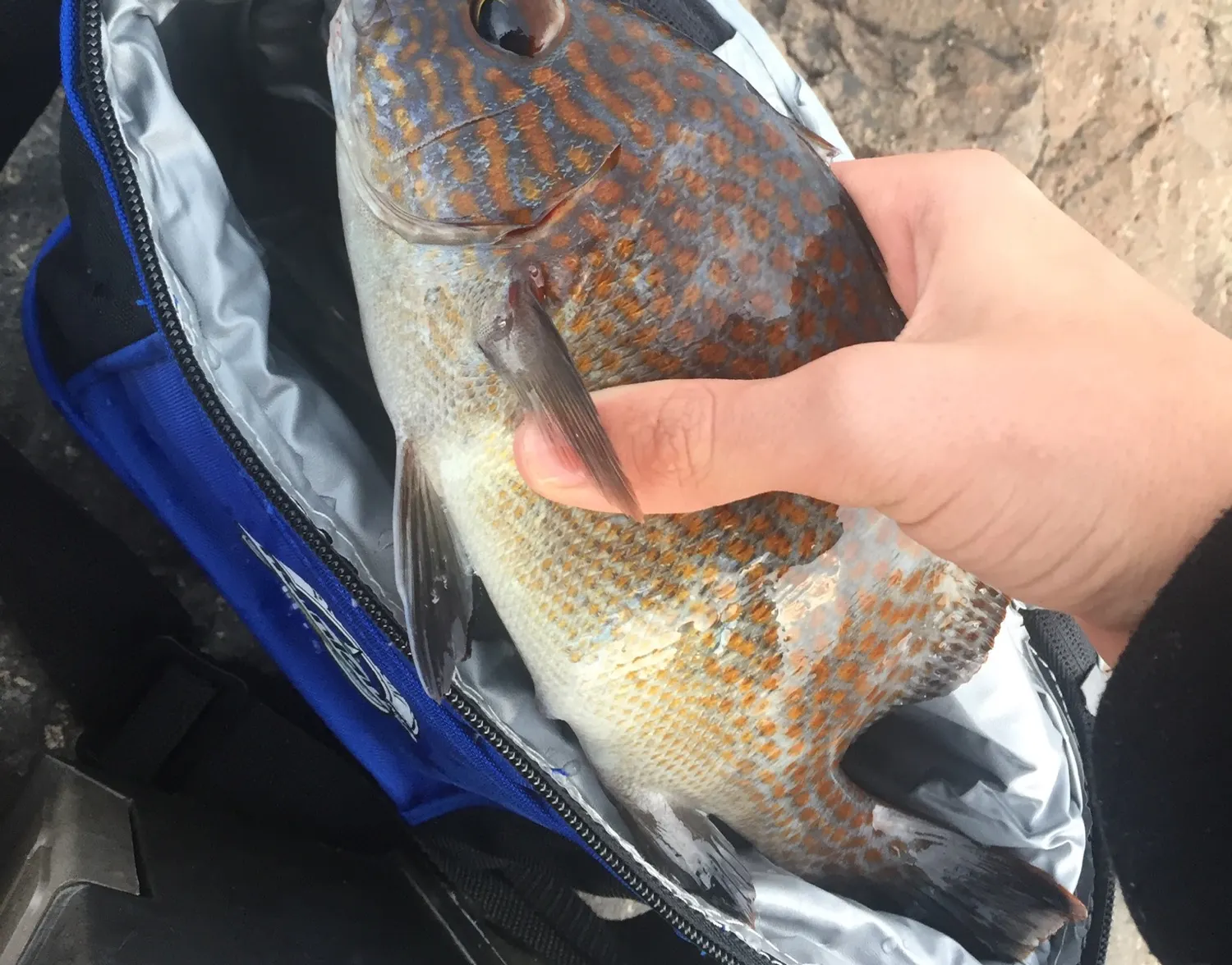 Painted sweetlips