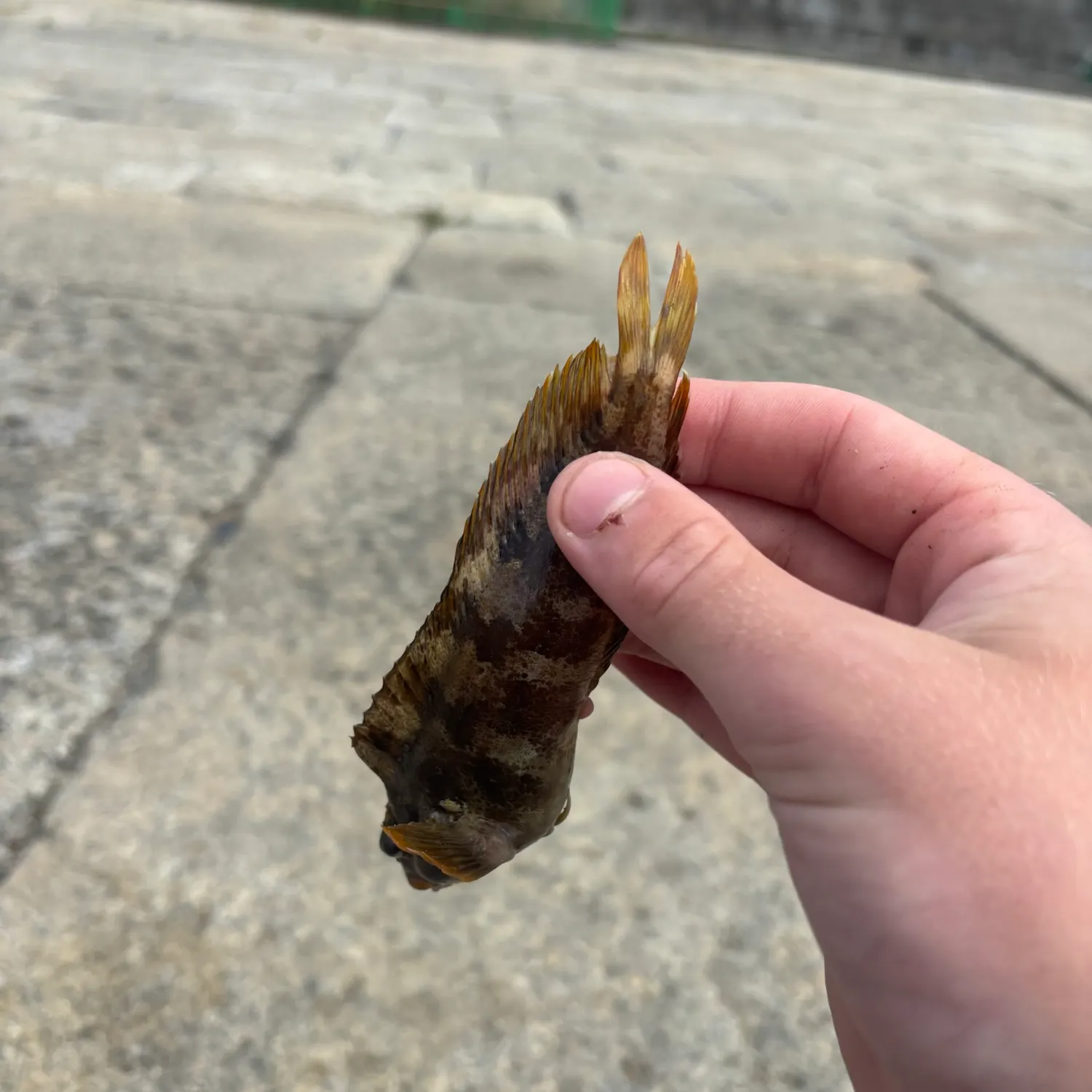 The most recent Tompot blenny catches on Fishbrain