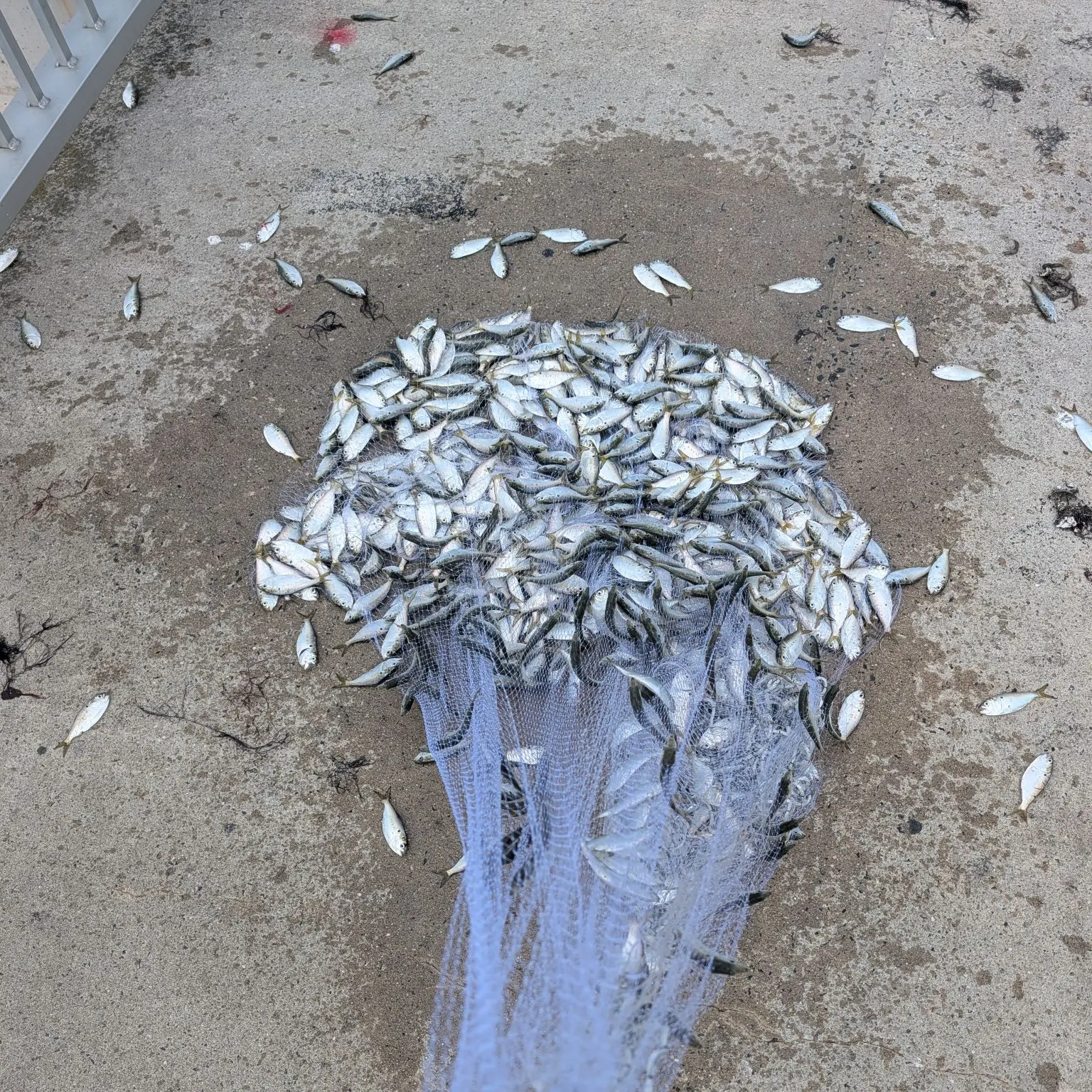 The most recent Gulf menhaden catches on Fishbrain