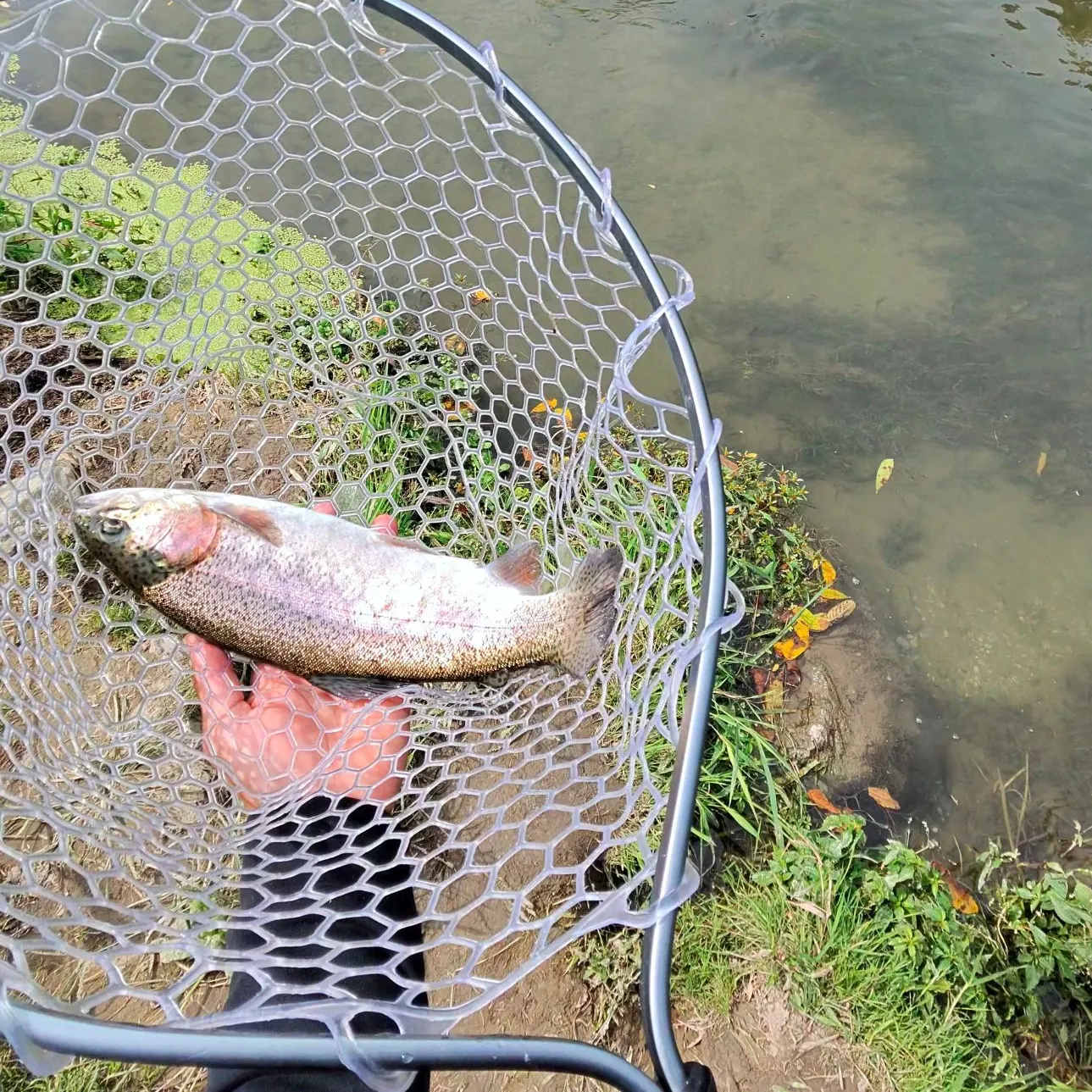 Rainbow trout caught on Fishbrain