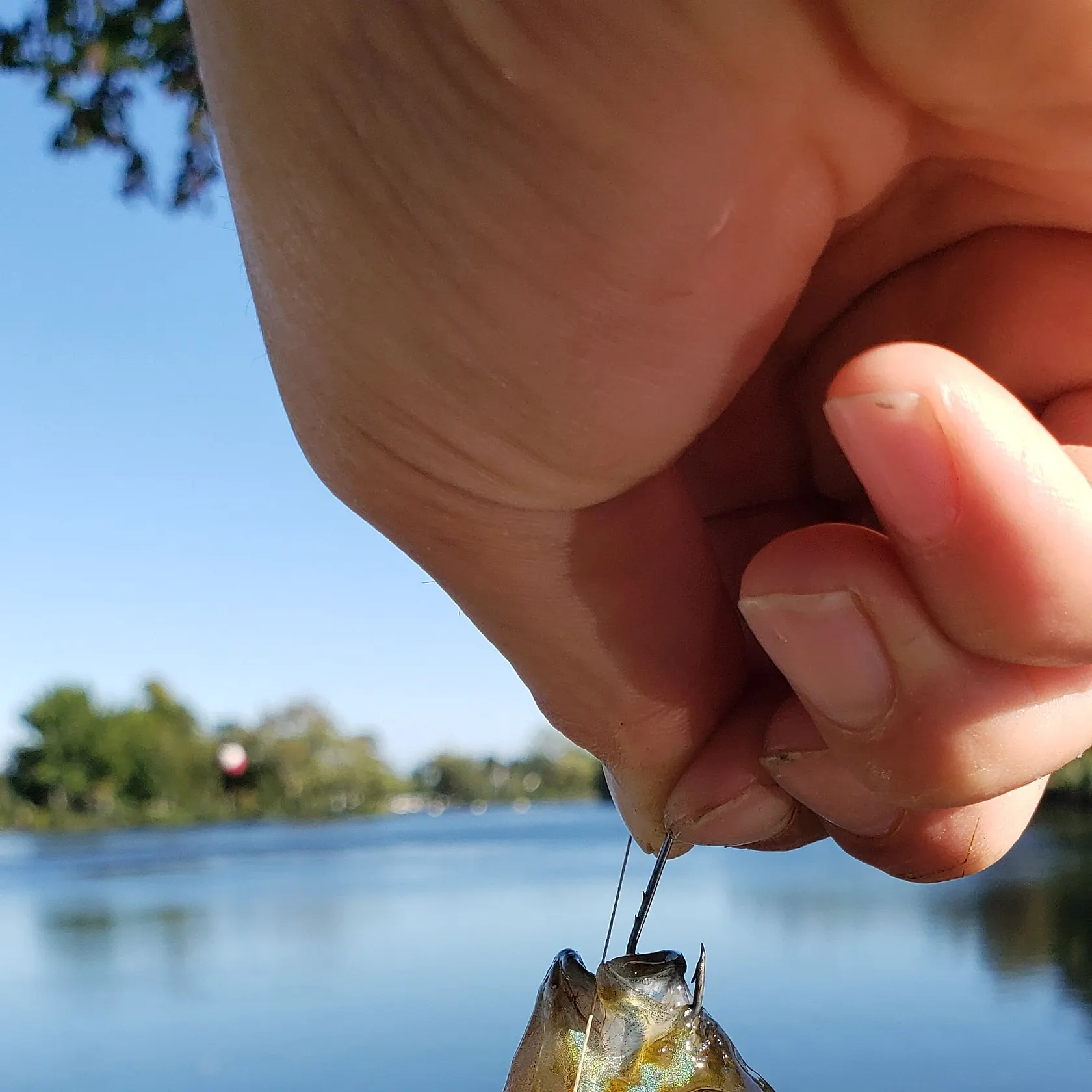 Pumpkinseed caught on Fishbrain