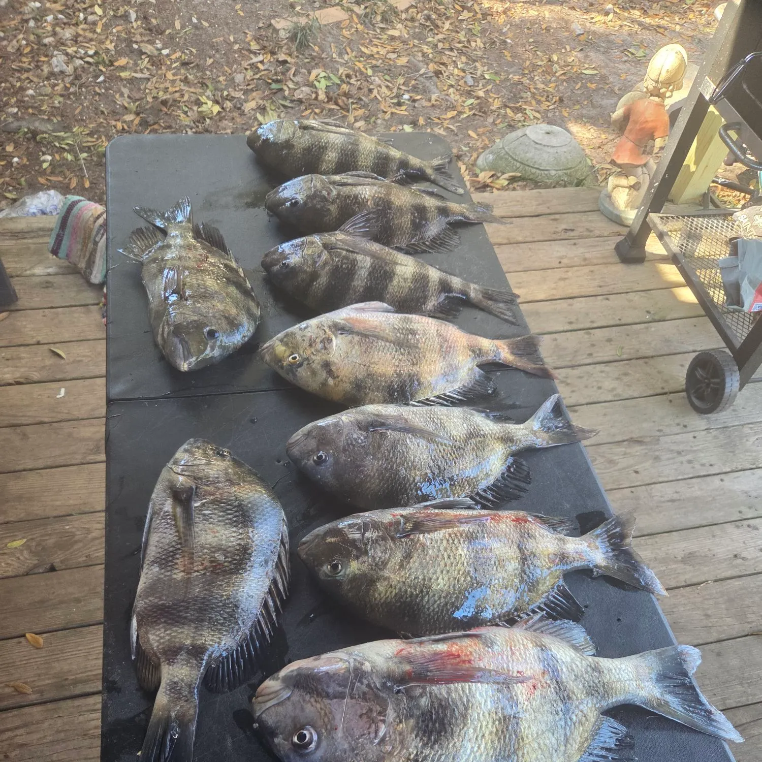 recently logged catches