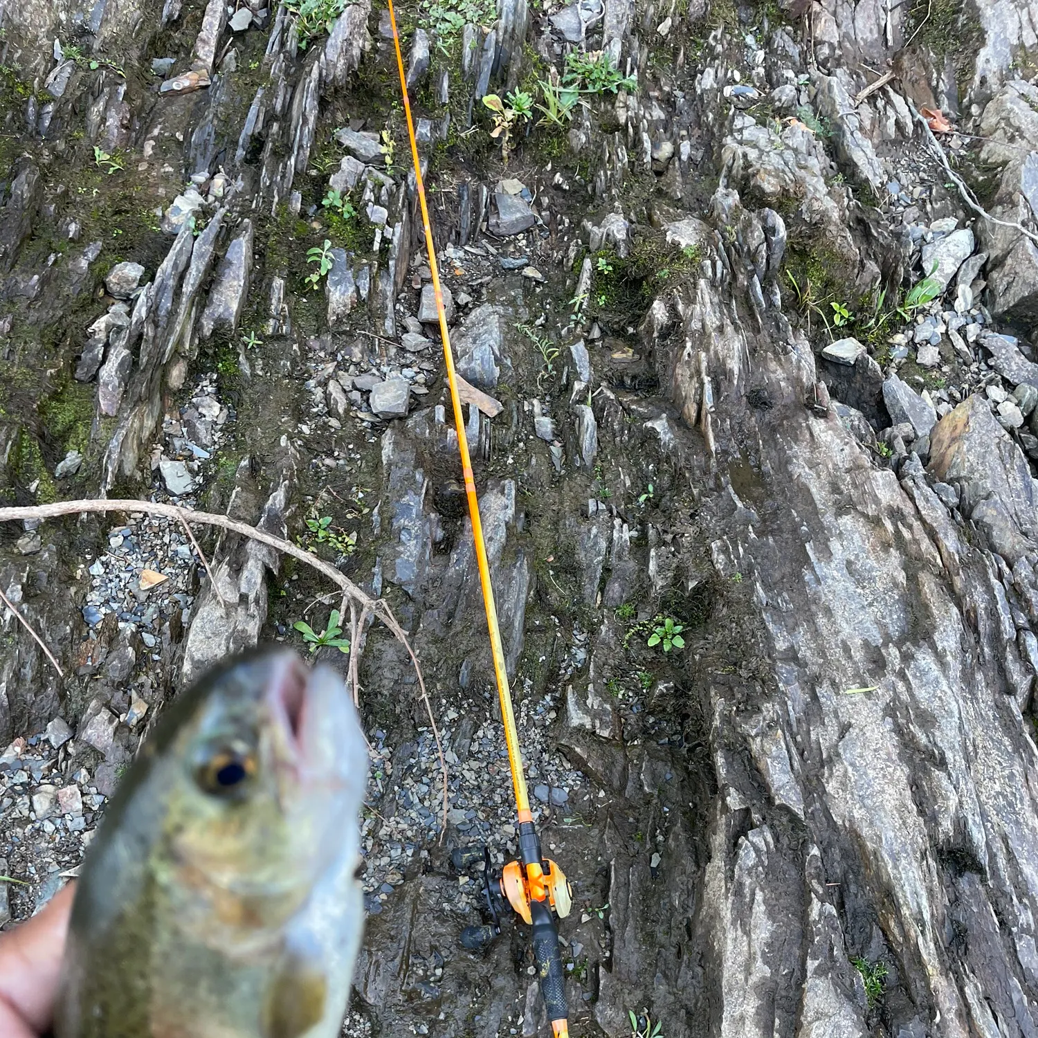 Rainbow trout caught on Fishbrain