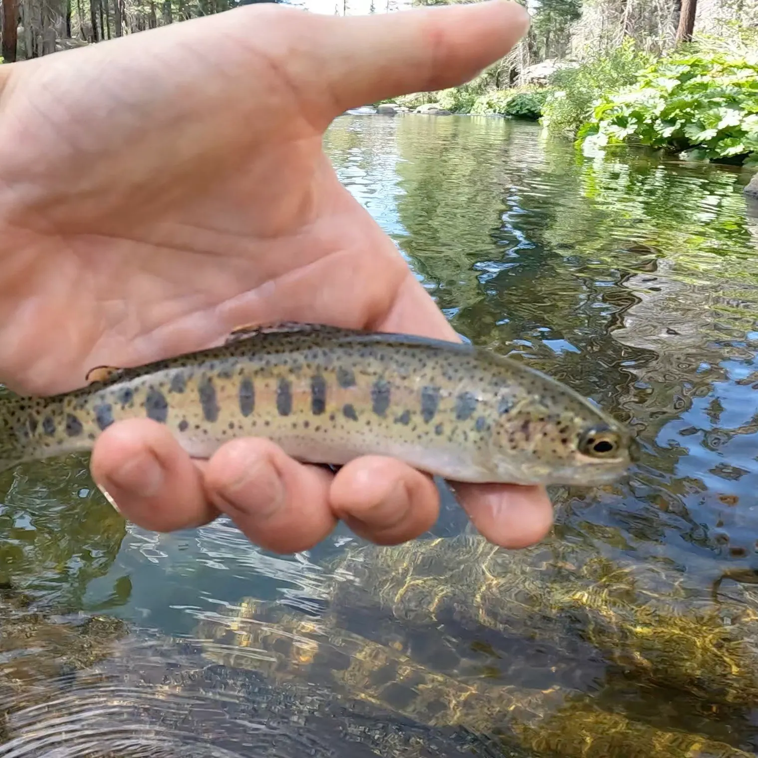 The most recent Little Kern golden trout catches on Fishbrain