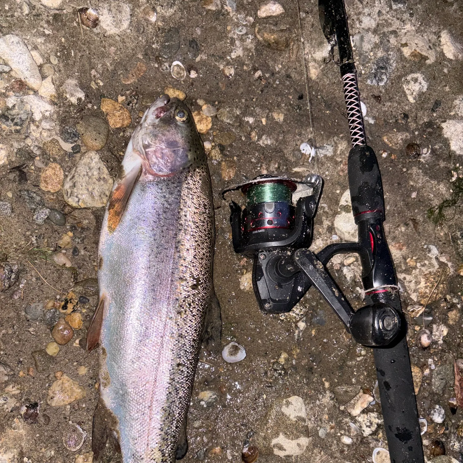 Rainbow trout caught on Fishbrain