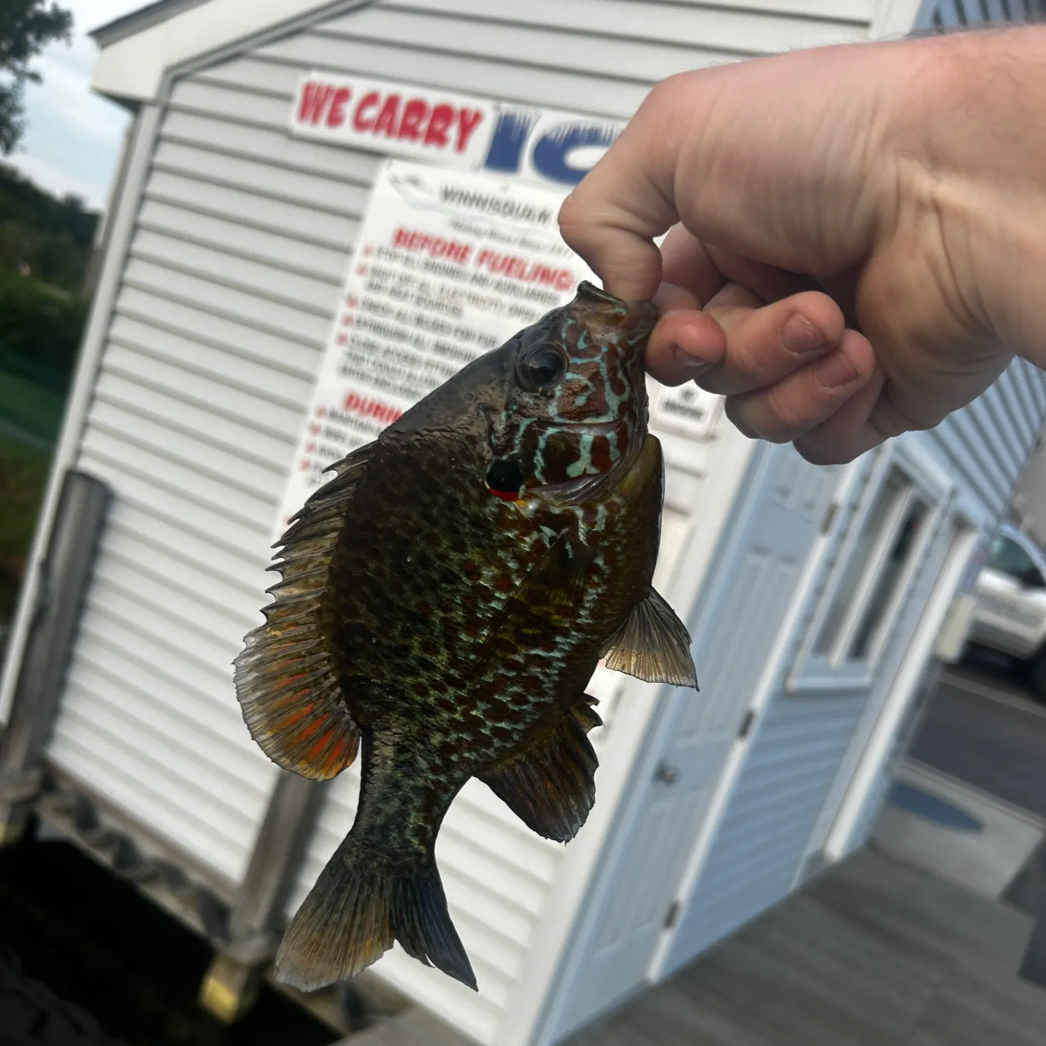 recently logged catches
