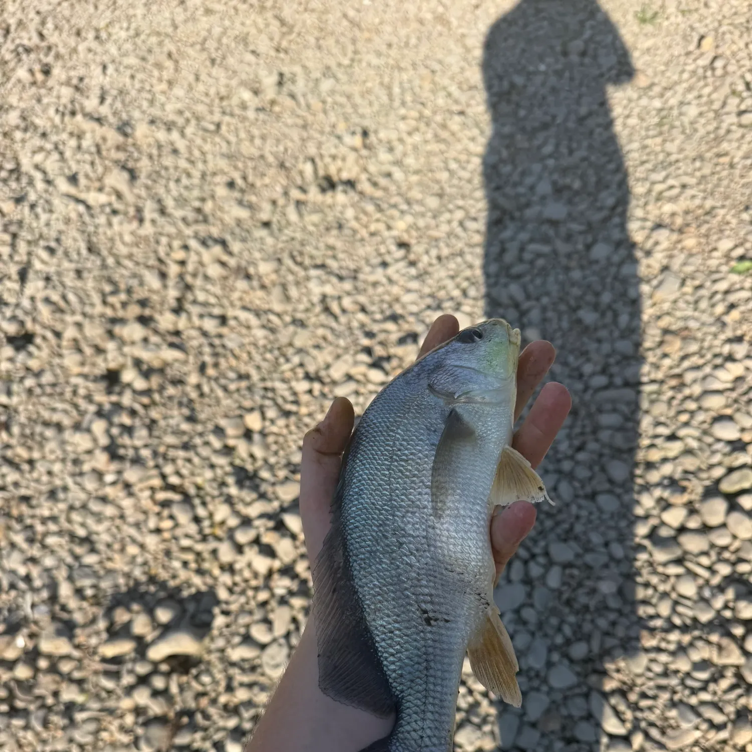 Freshwater drum caught on Fishbrain