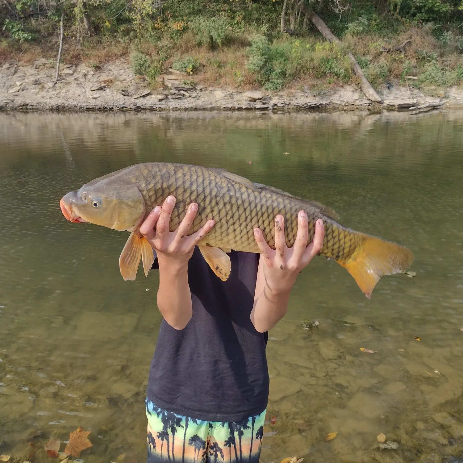 Common carp caught on Fishbrain