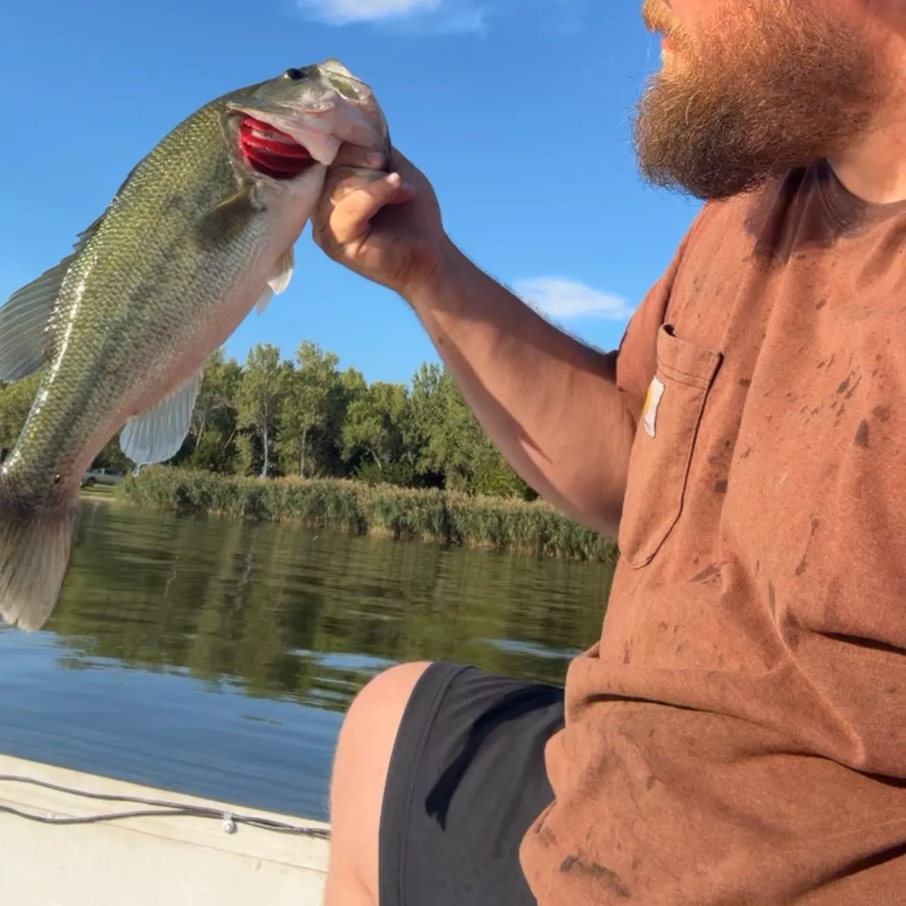 Largemouth bass caught on Fishbrain