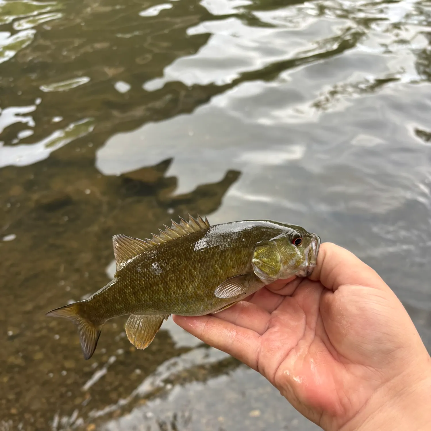 Smallmouth bass caught on Fishbrain