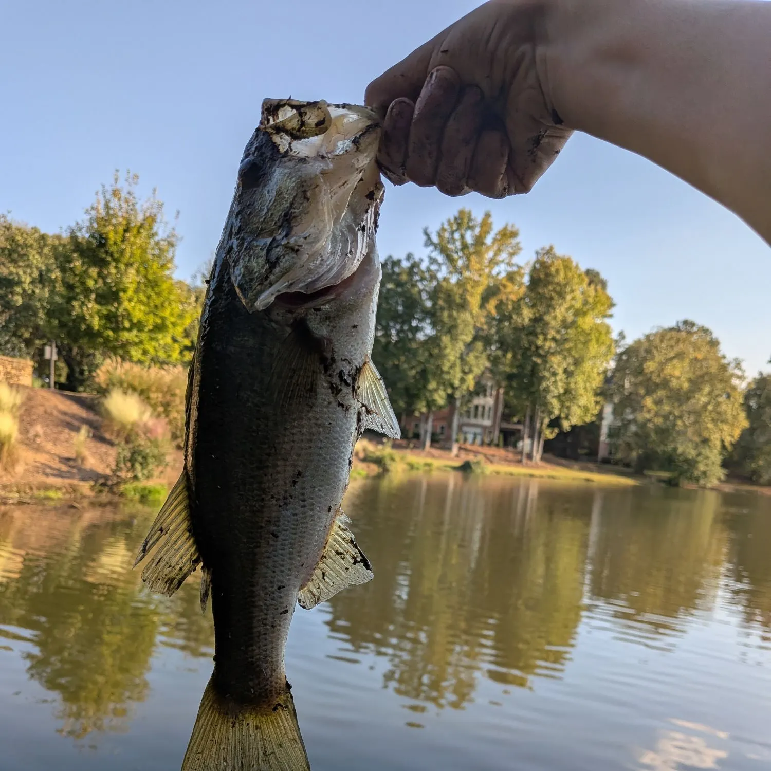 Largemouth bass caught on Fishbrain
