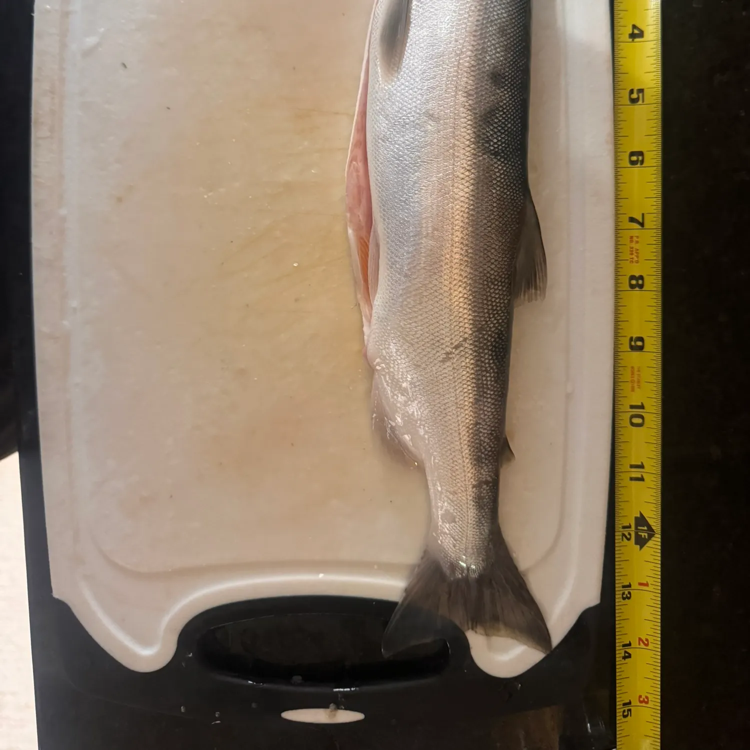 Kokanee salmon caught on Fishbrain