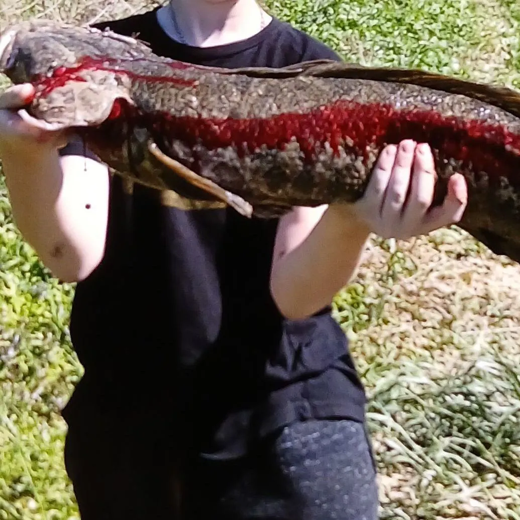 The most recent Northern snakehead catches on Fishbrain