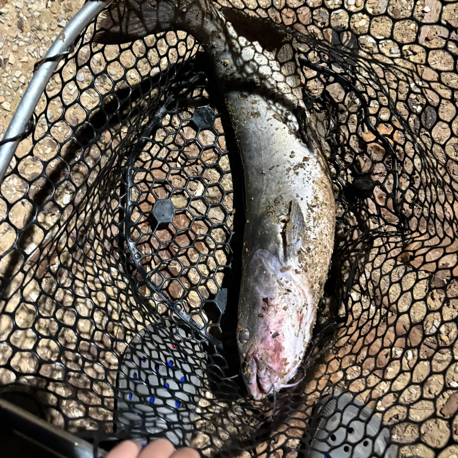 Fish caught on Fishbrain