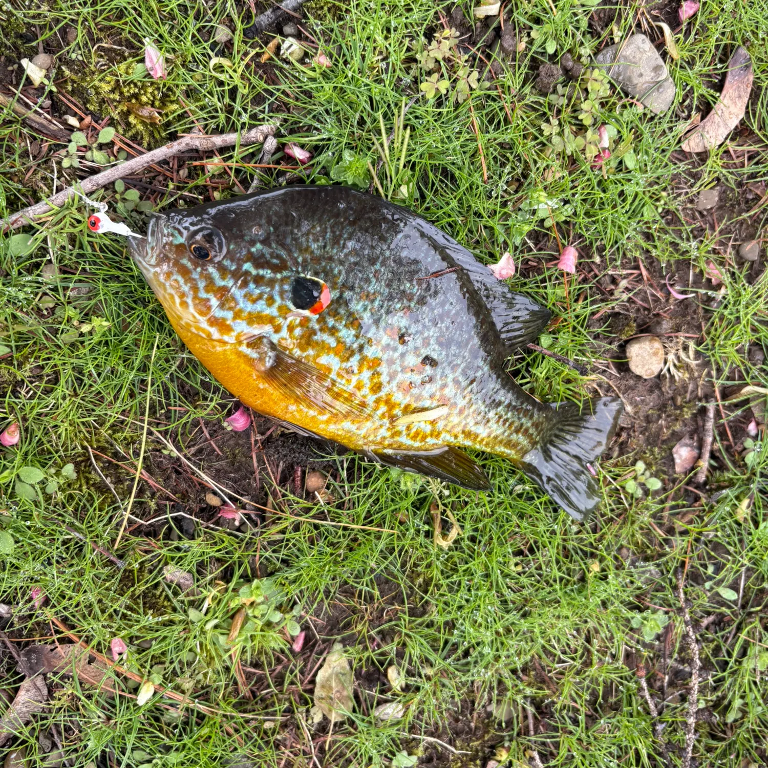 The most recent Northern sunfish catches on Fishbrain
