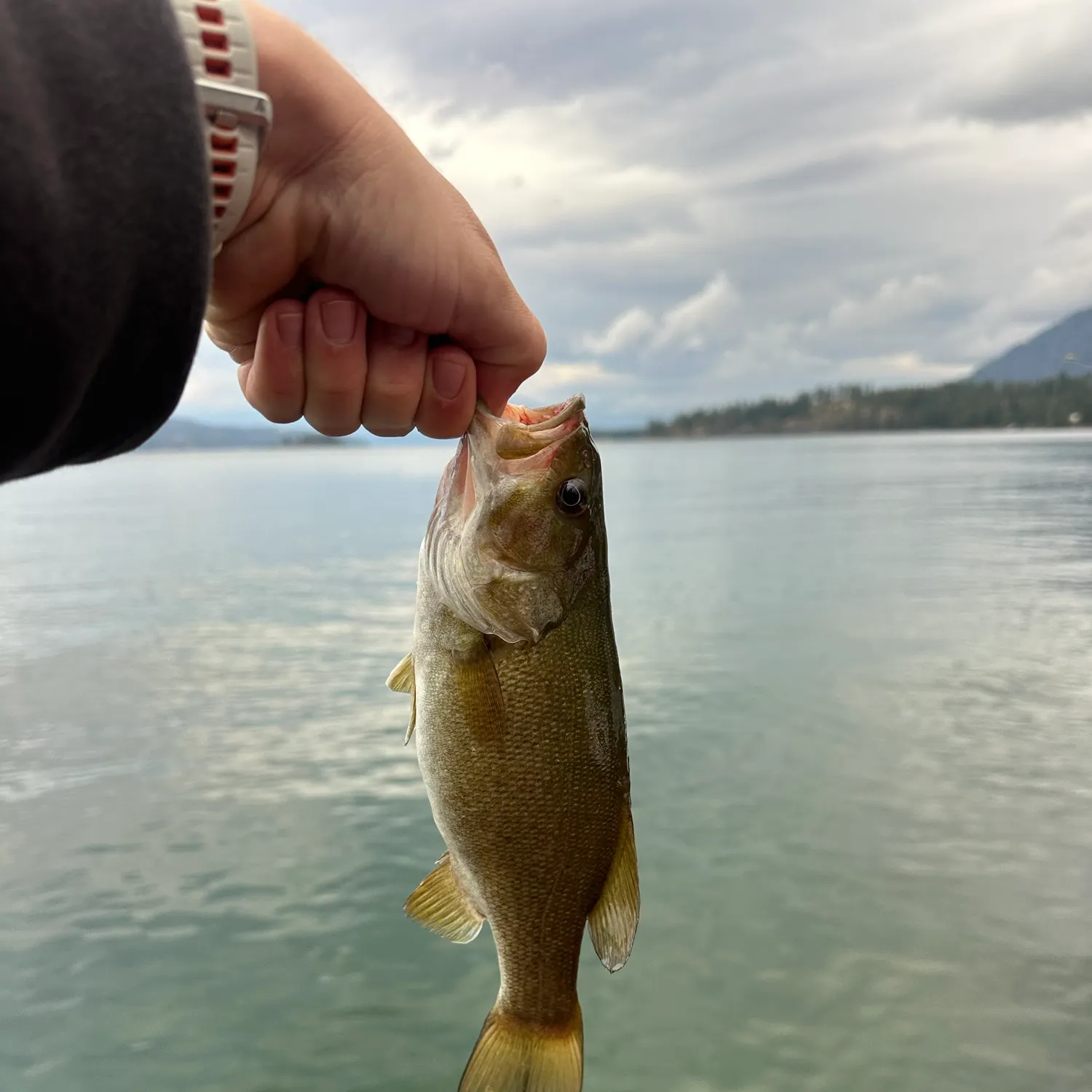 Smallmouth bass caught on Fishbrain