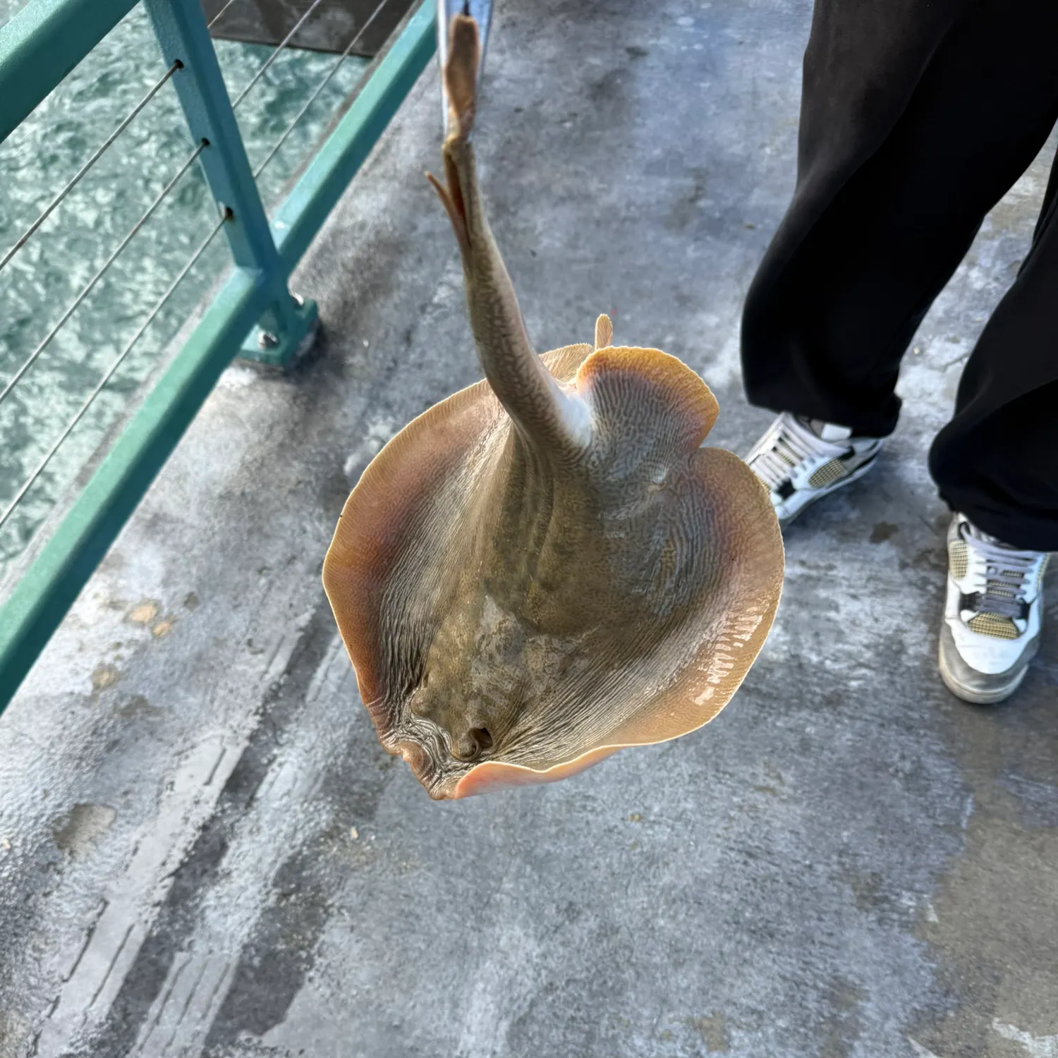 The most recent Haller's round ray catches on Fishbrain
