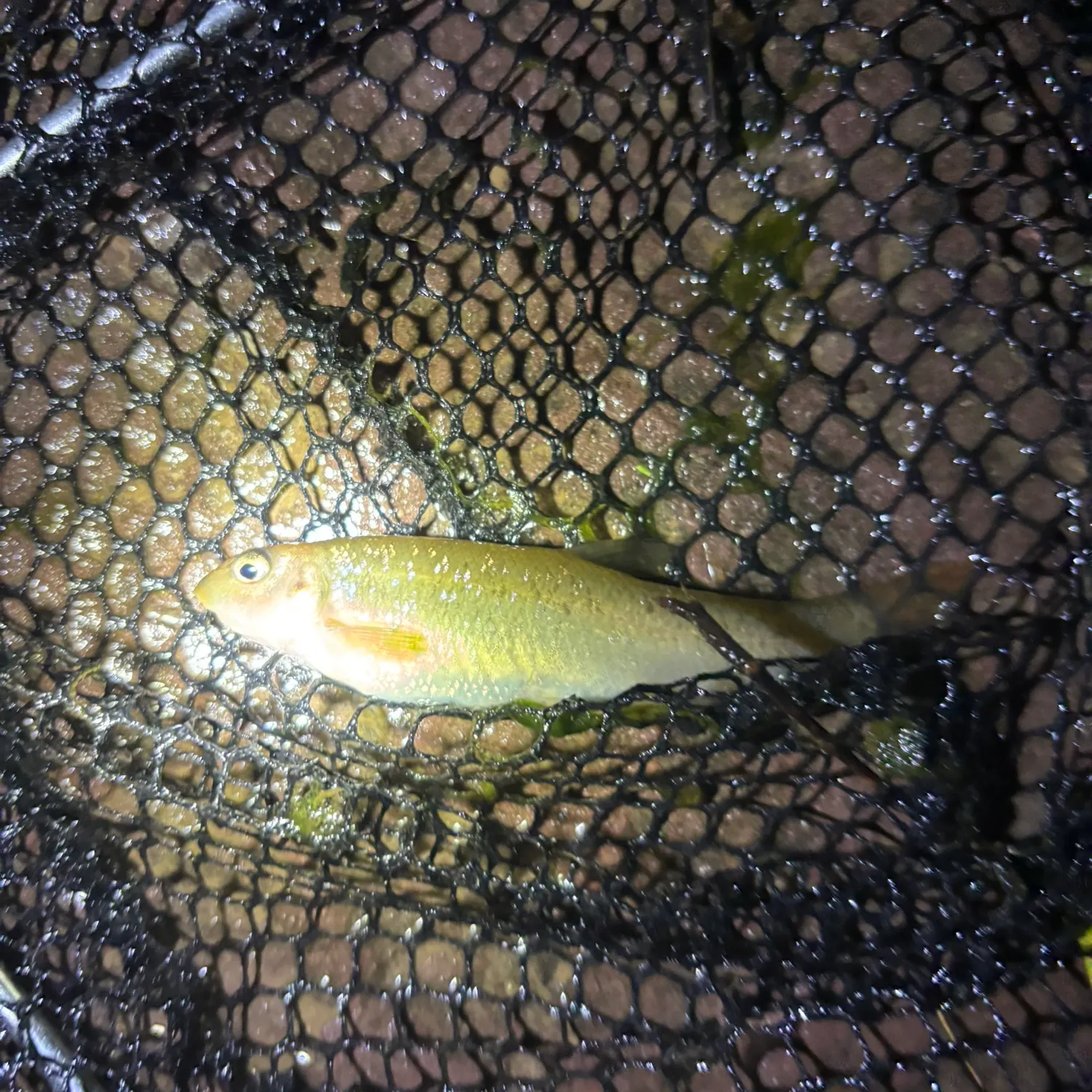 The most recent Cutlips minnow catches on Fishbrain