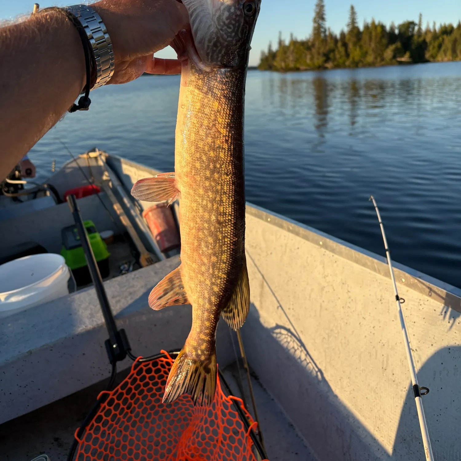 Northern pike caught on Fishbrain
