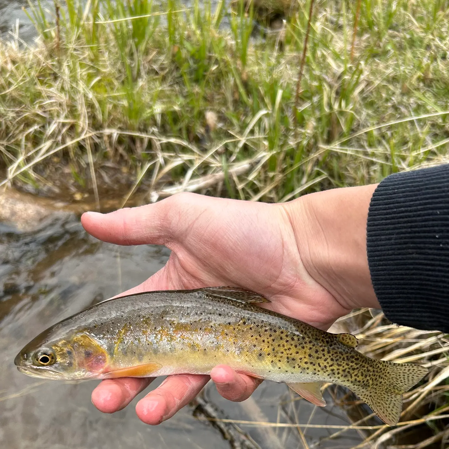 The most recent Colorado river cutthroat trout catches on Fishbrain