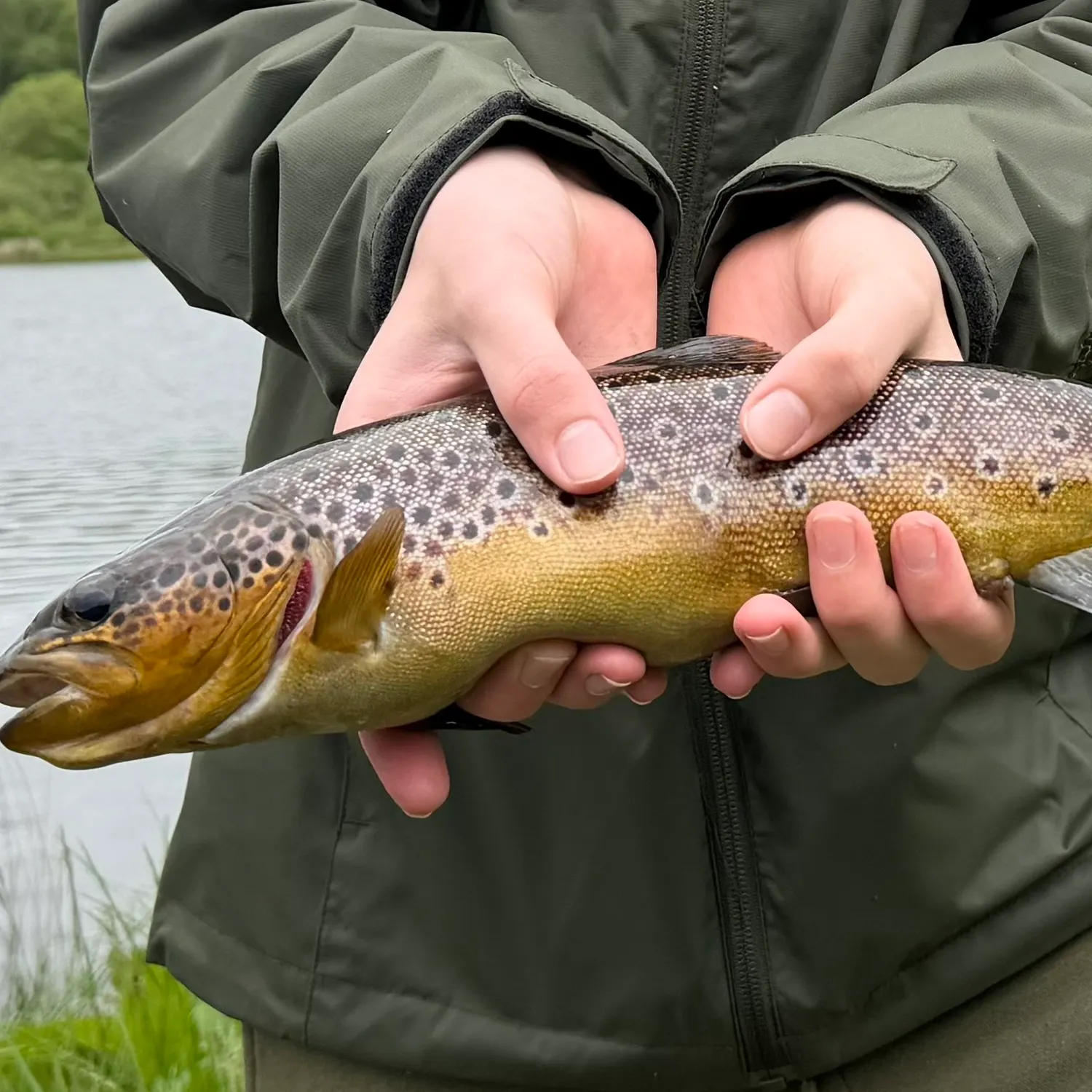 Brown trout caught on Fishbrain