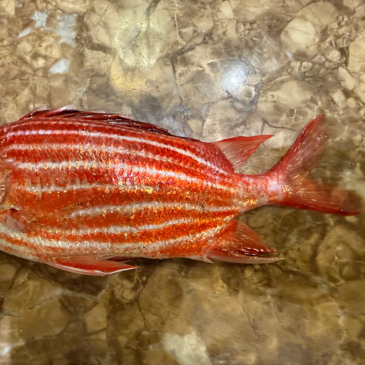 The most recent Hawaiian squirrelfish catches on Fishbrain