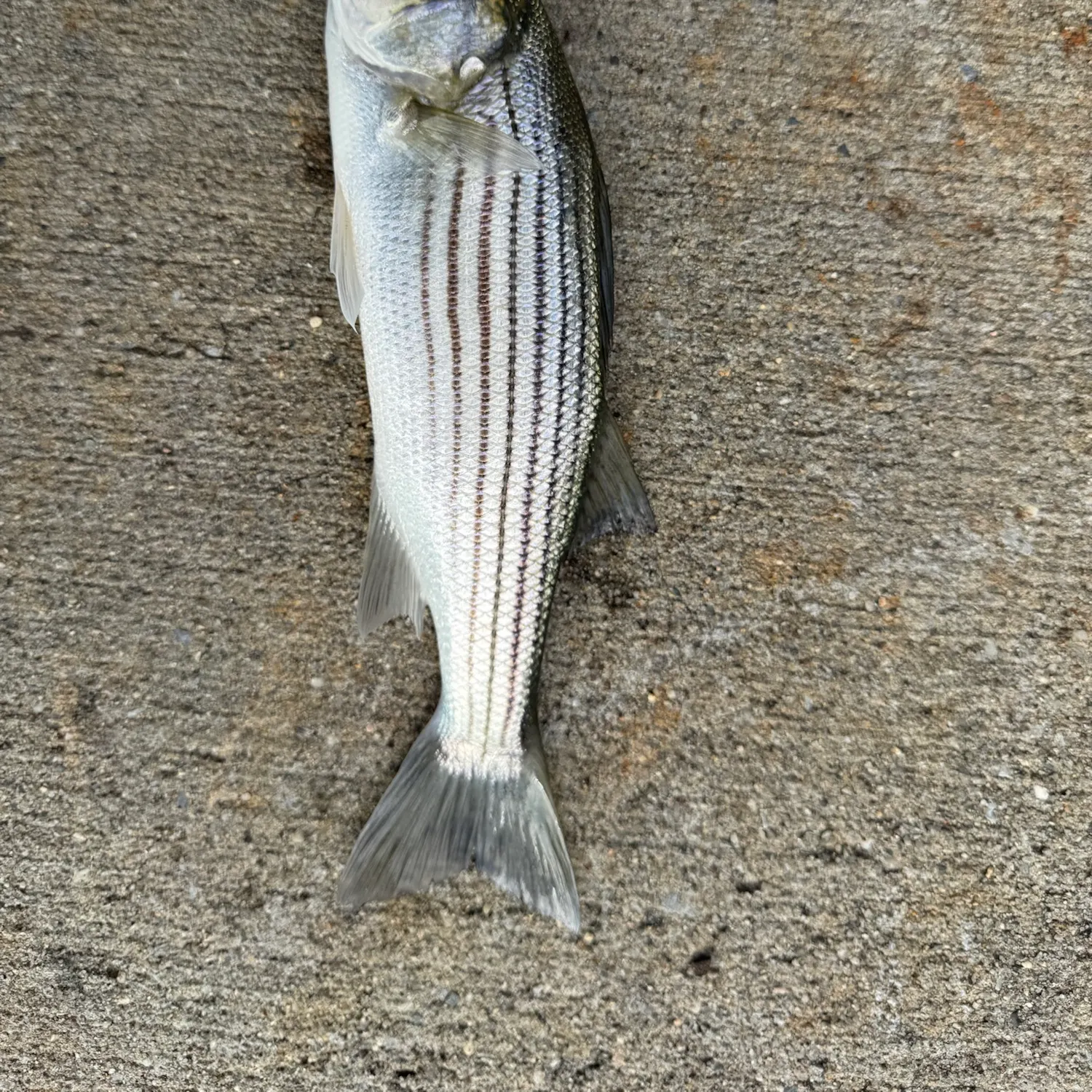 Striped bass caught on Fishbrain