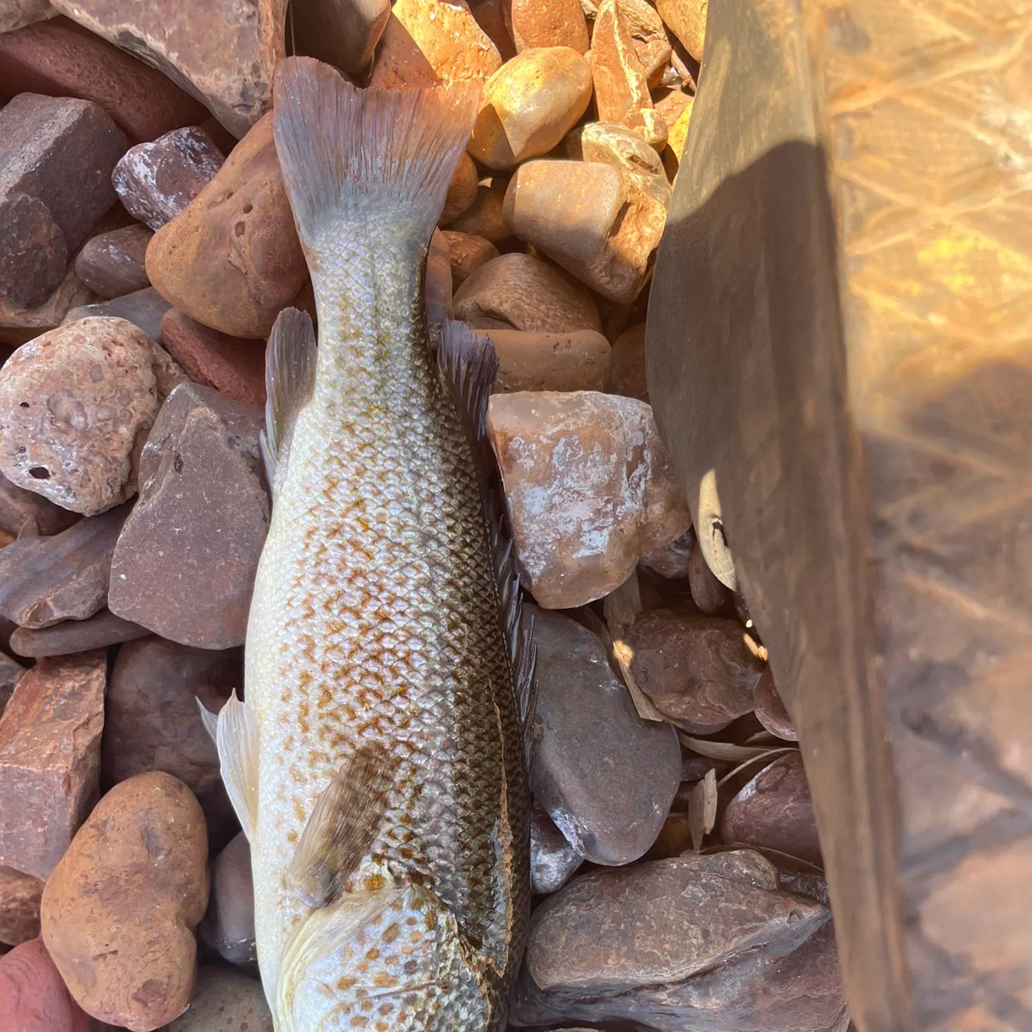 Spangled perch caught on Fishbrain