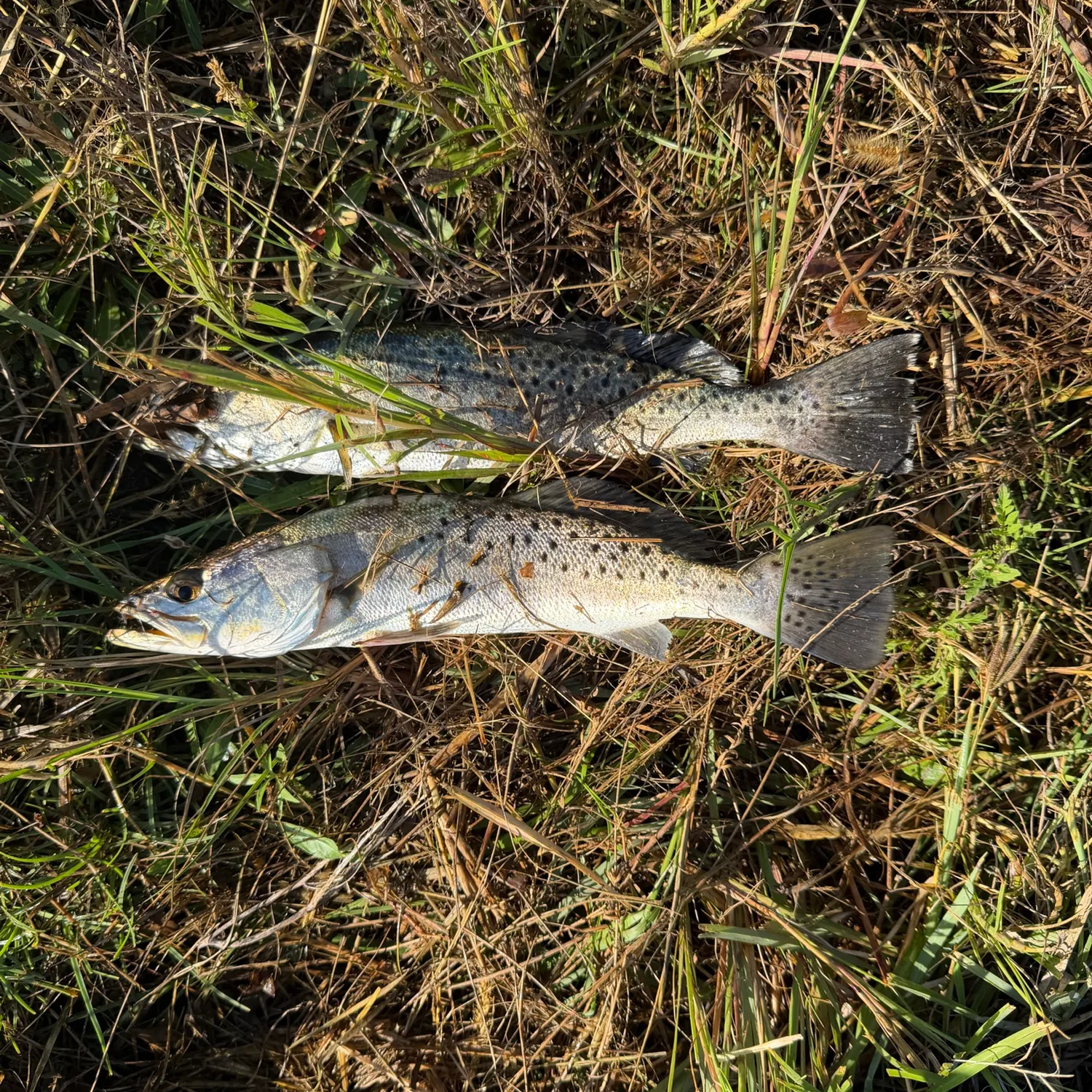 Spotted seatrout caught on Fishbrain