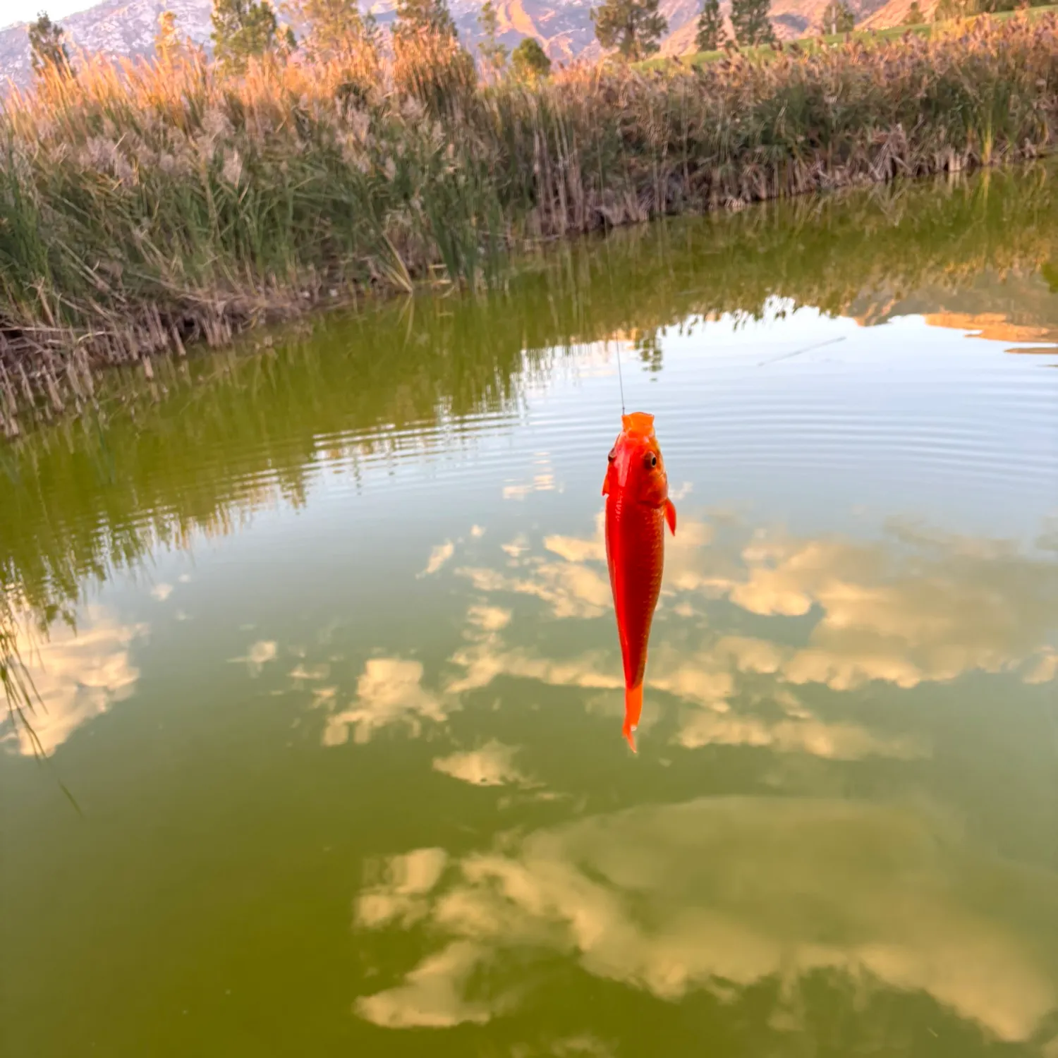 Goldfish caught on Fishbrain