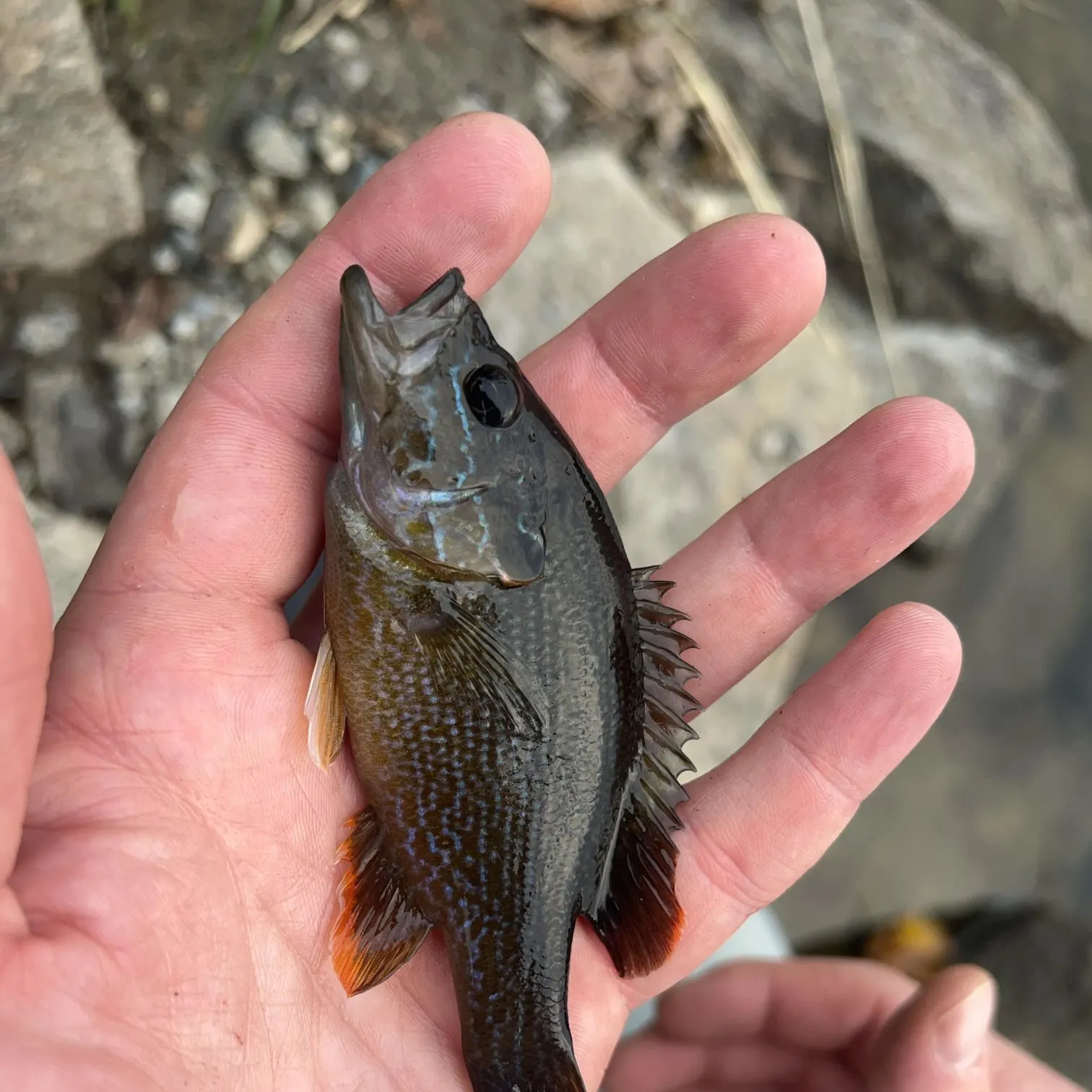 Green sunfish caught on Fishbrain