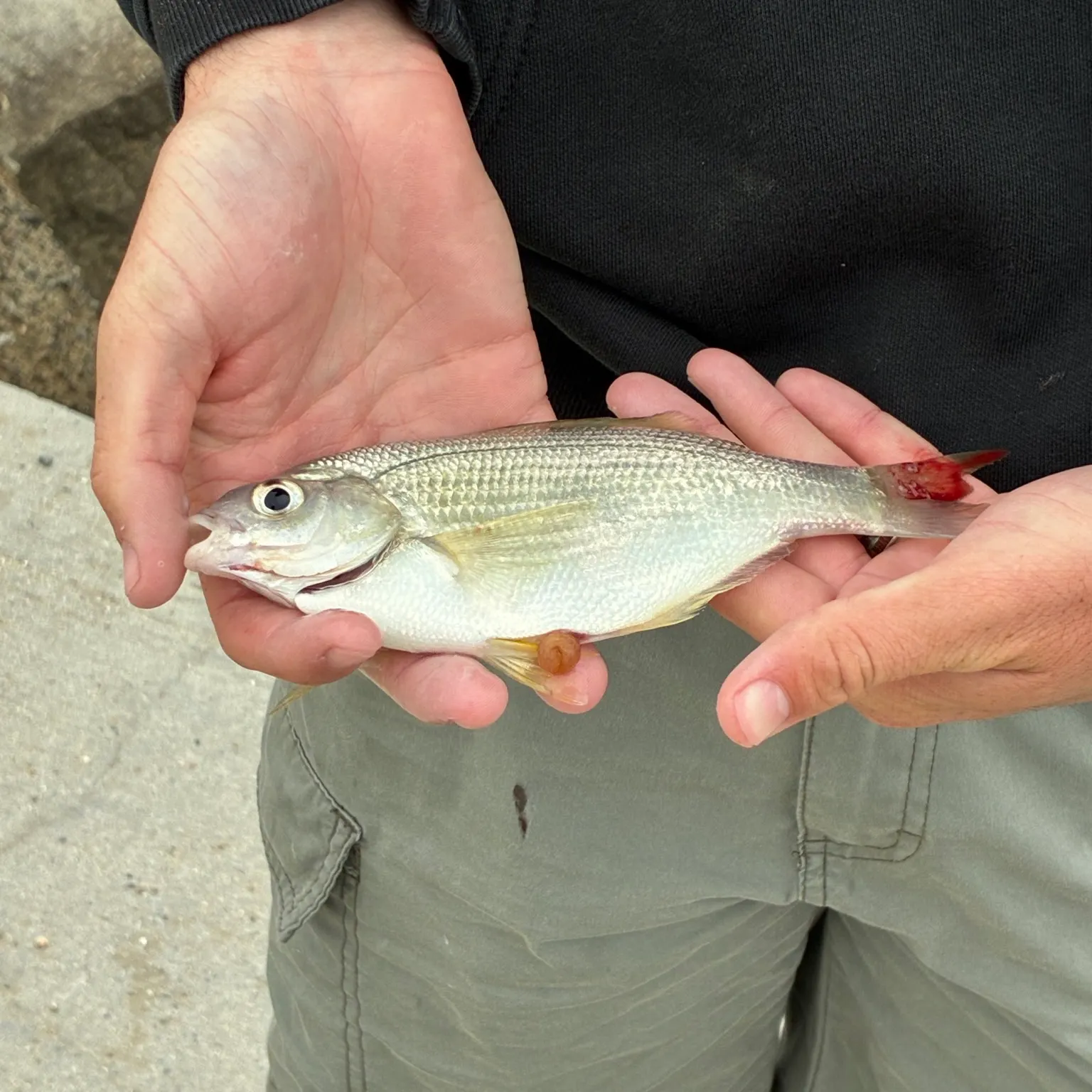 The most recent White seaperch catches on Fishbrain