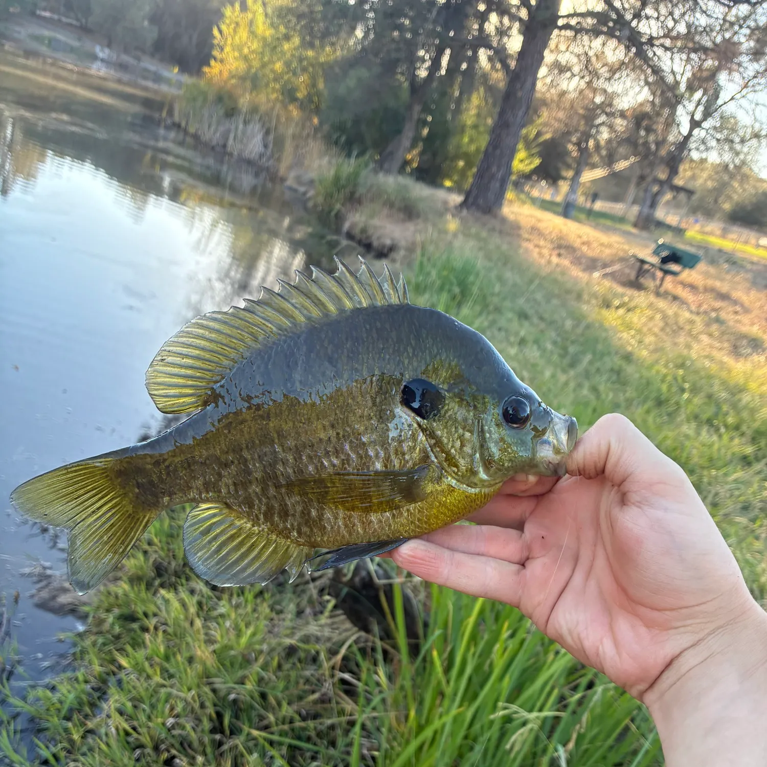 Bluegill caught on Fishbrain