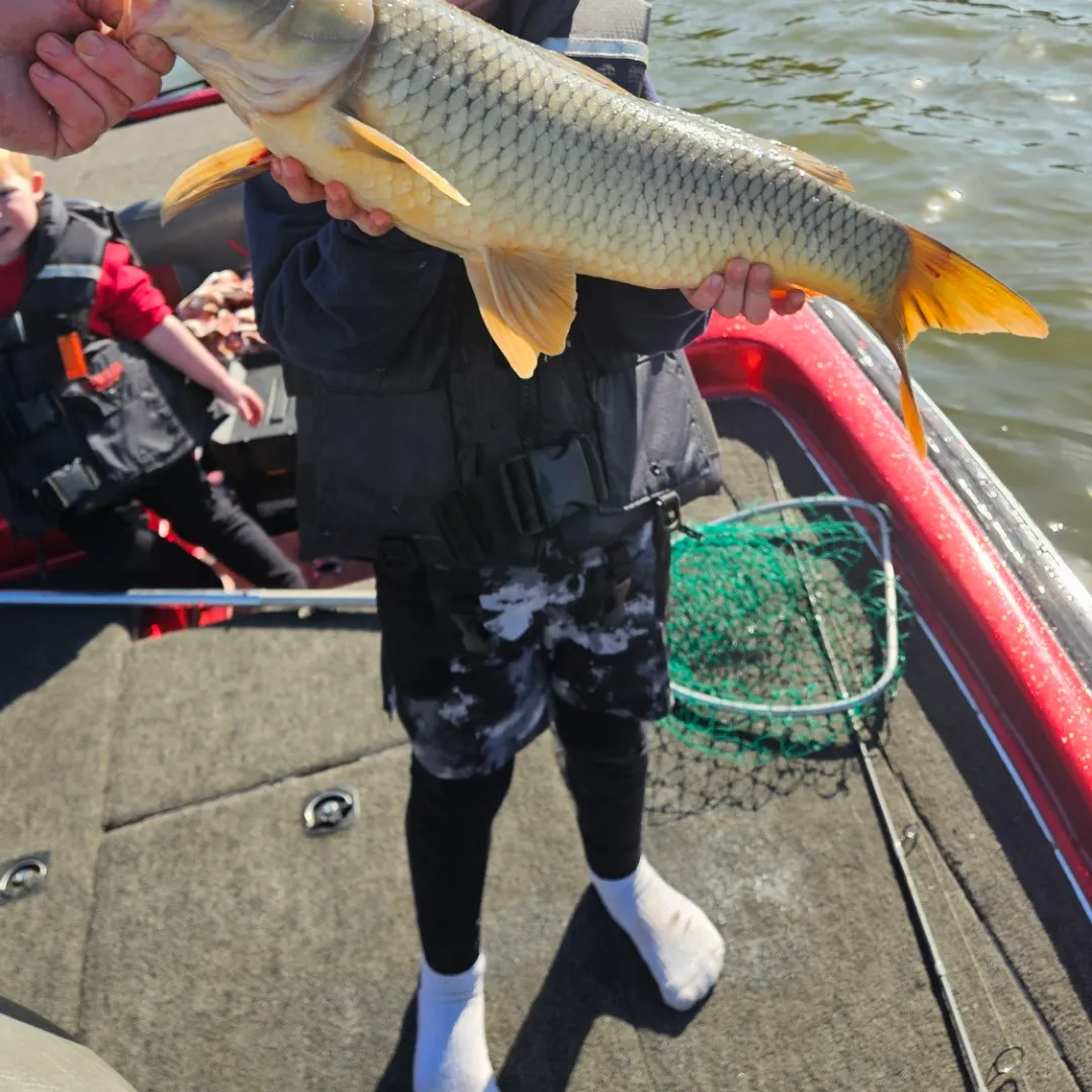 The most recent Common carp catches on Fishbrain