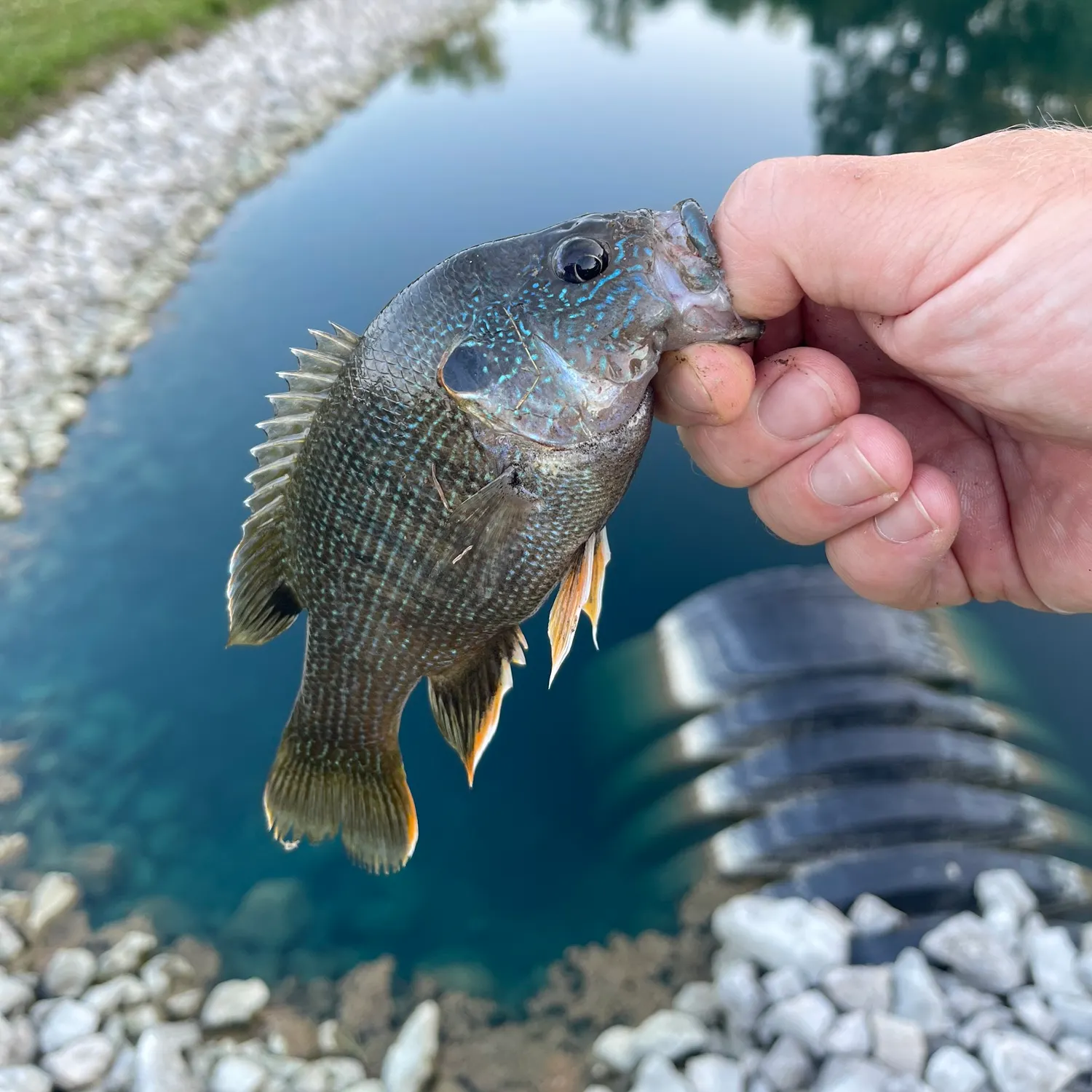The most recent Green sunfish catches on Fishbrain