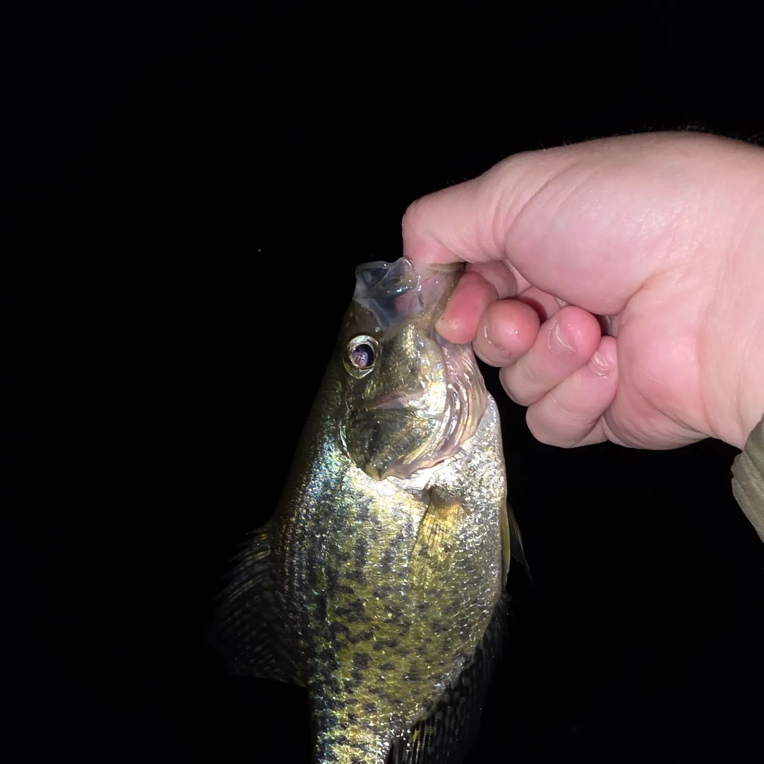 Black crappie caught on Fishbrain
